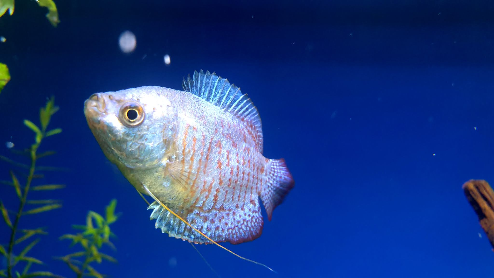 2048x1152 Dwarf Gourami Fish 4K HD Wallpaper