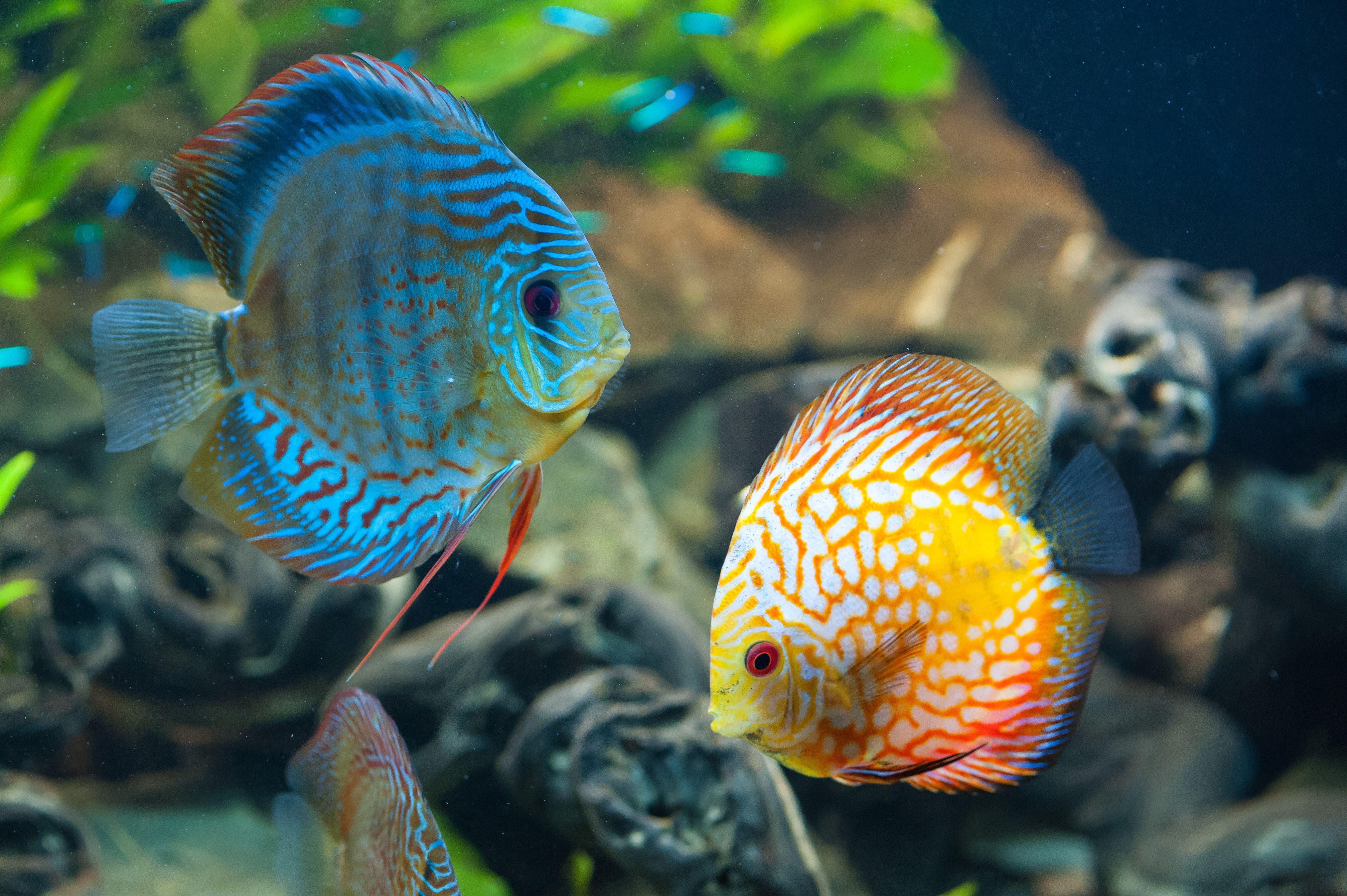 4032x2683 Animals - ماي إيچي. Fish wallpaper, Discus fish, Beautiful fish