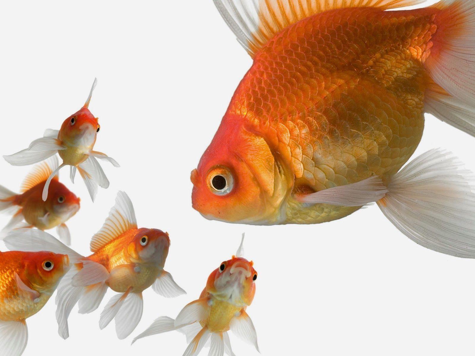1600x1200 Gold Fish Wallpaper. Goldfish, Goldfish wallpaper, Fish