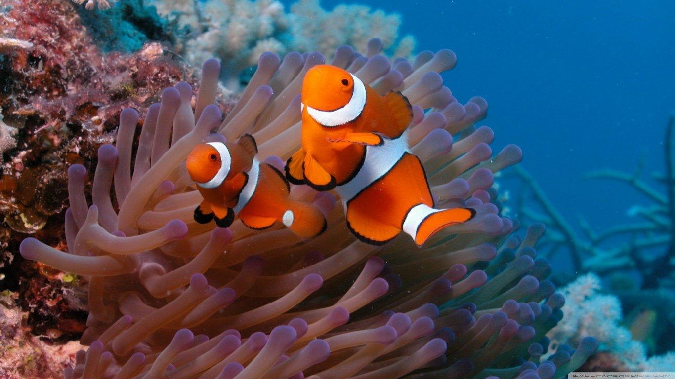 1366x768 Fish wallpaper 1366x768 (laptop) desktop background