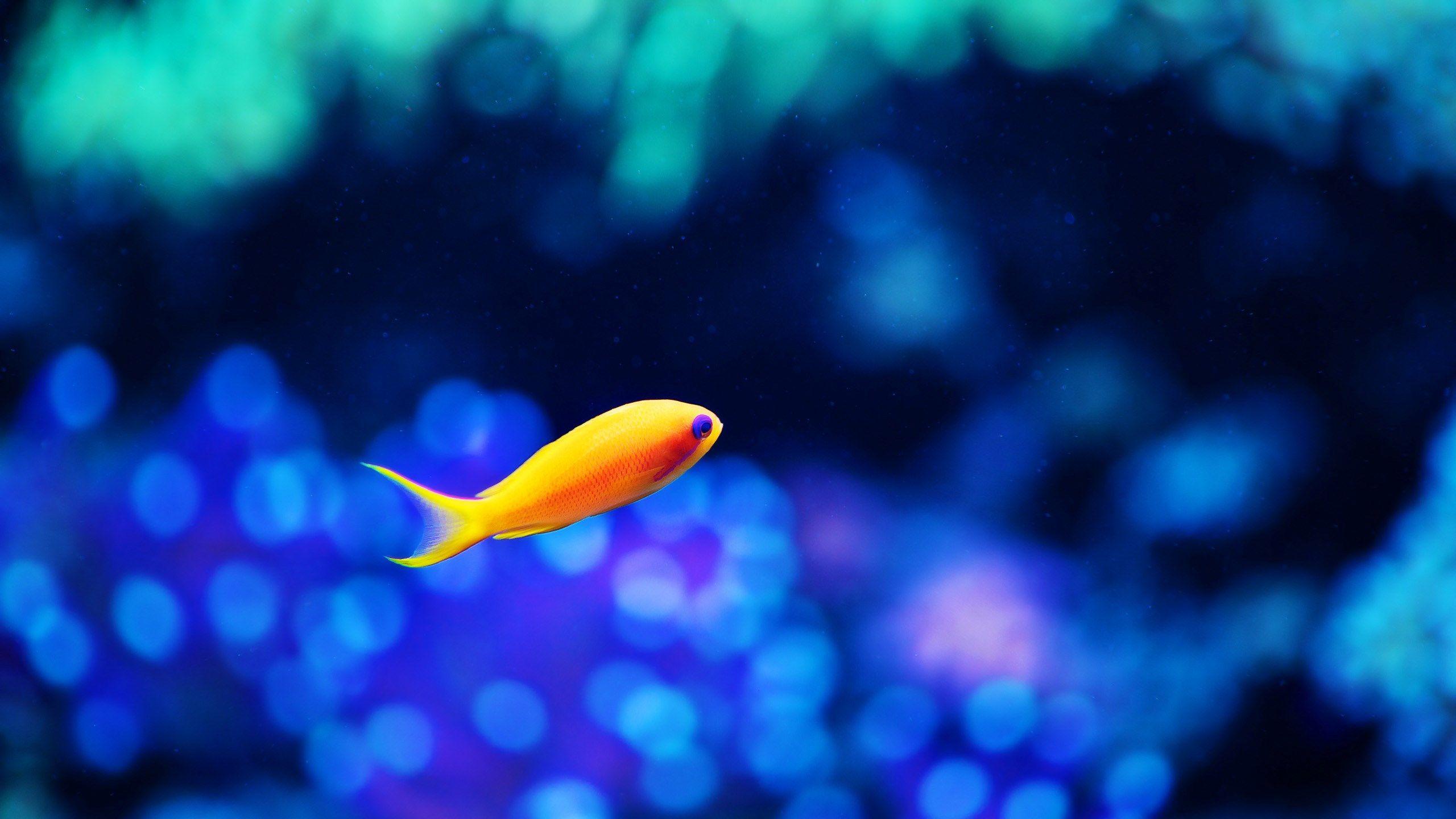 2560x1440 2560x1440 Free Awesome fish
