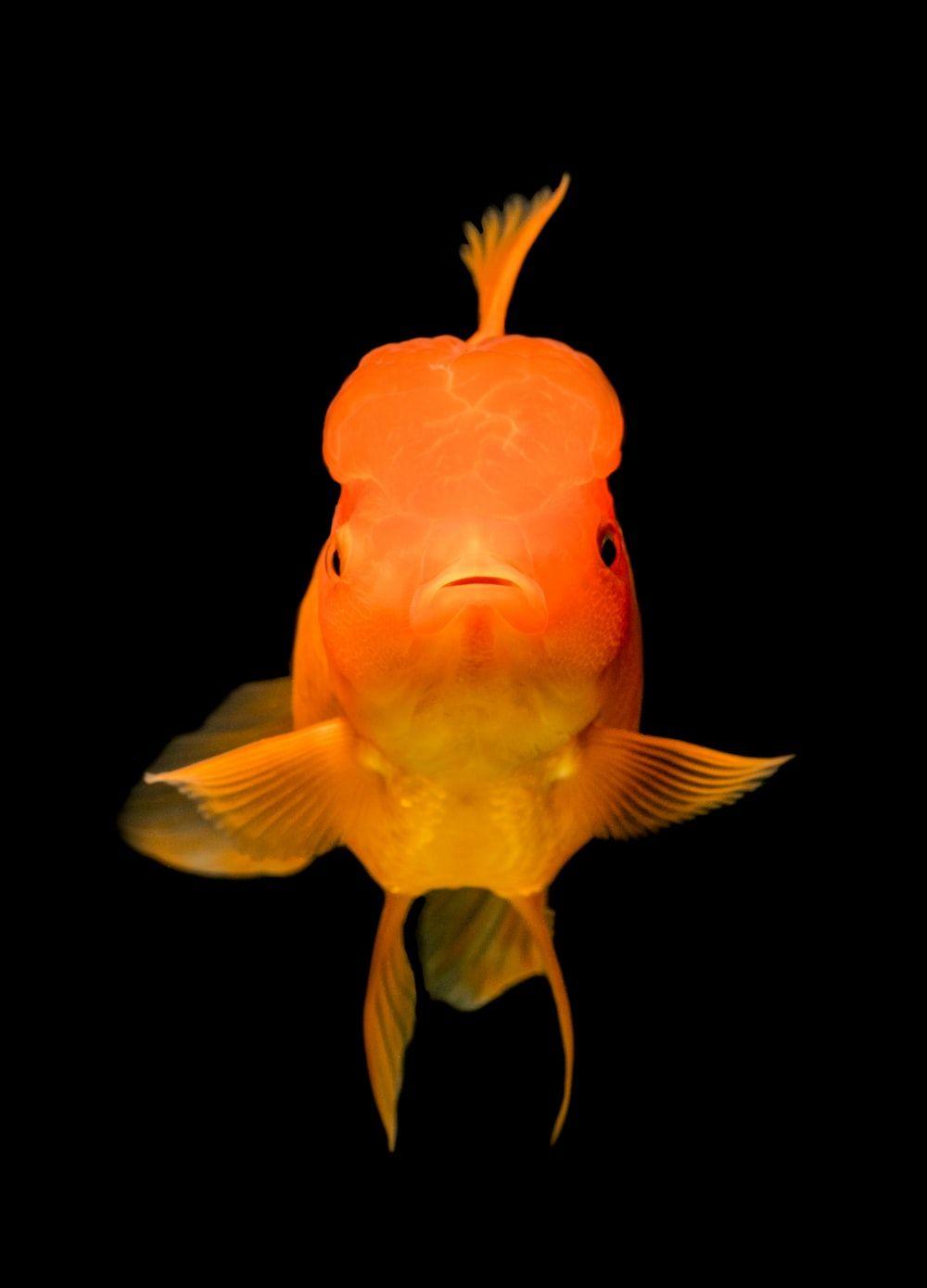 1000x1389 Goldfish Picture. Download Free Image