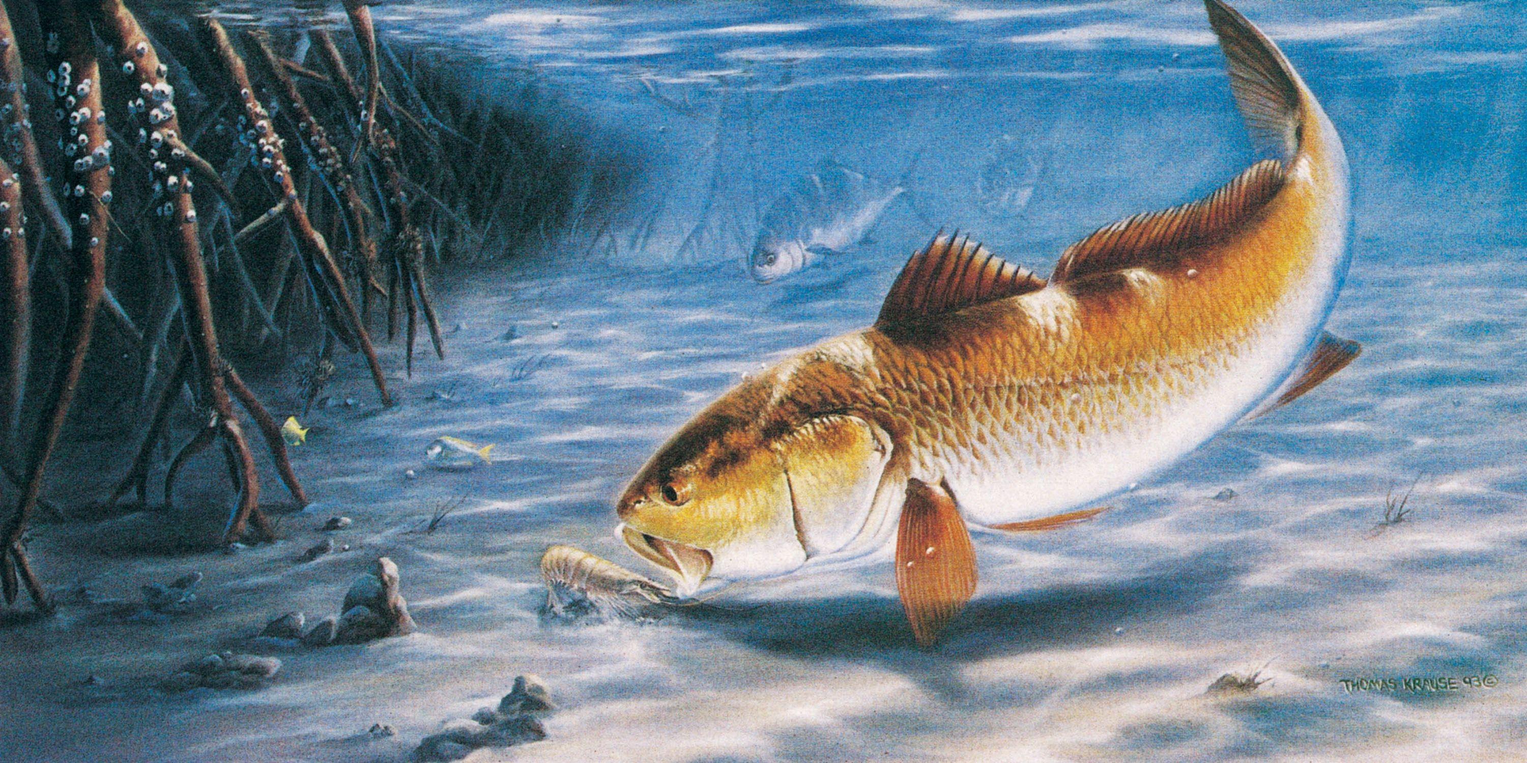 3001x1500 Cool Fishing Background .