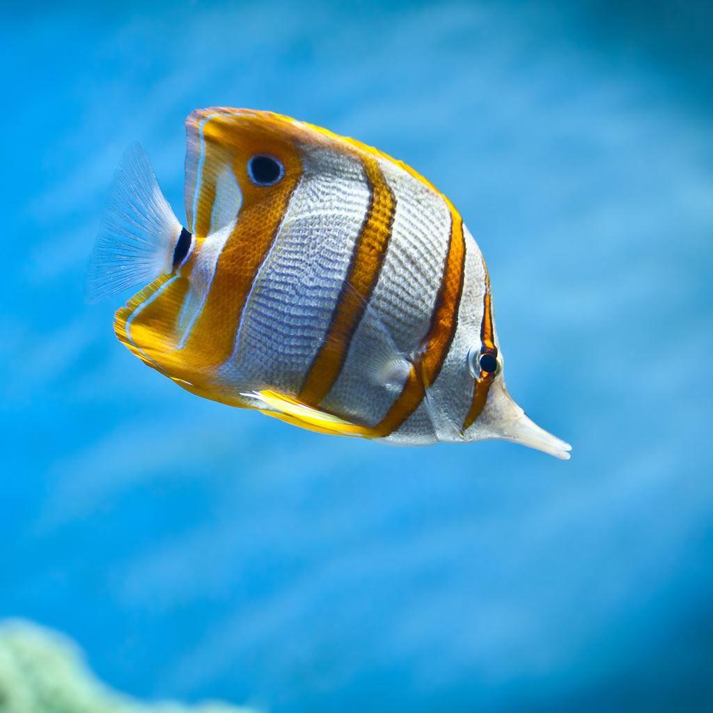1024x1024 Best Fish iPad HD Wallpaper