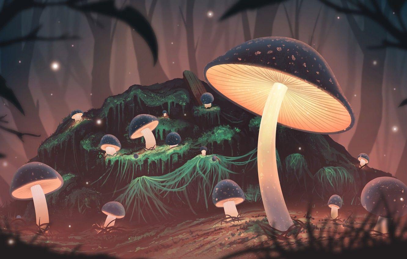 Mushroom 4K wallpapers for your desktop or mobile screen free and easy to  download