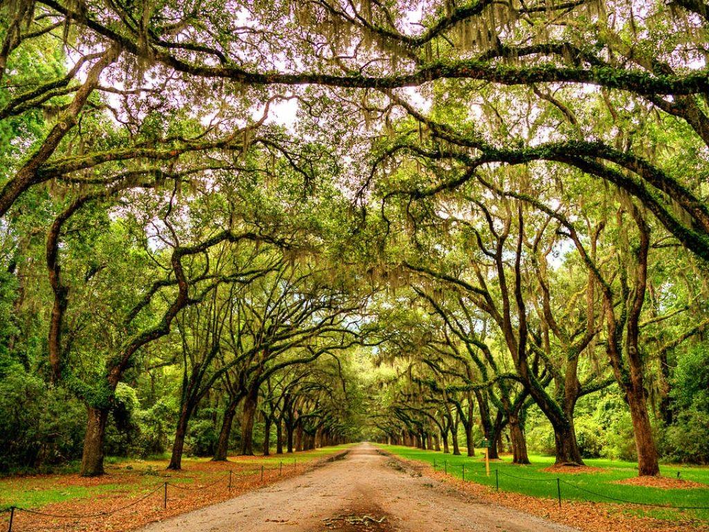 1024x768 Georgia Wallpaper
