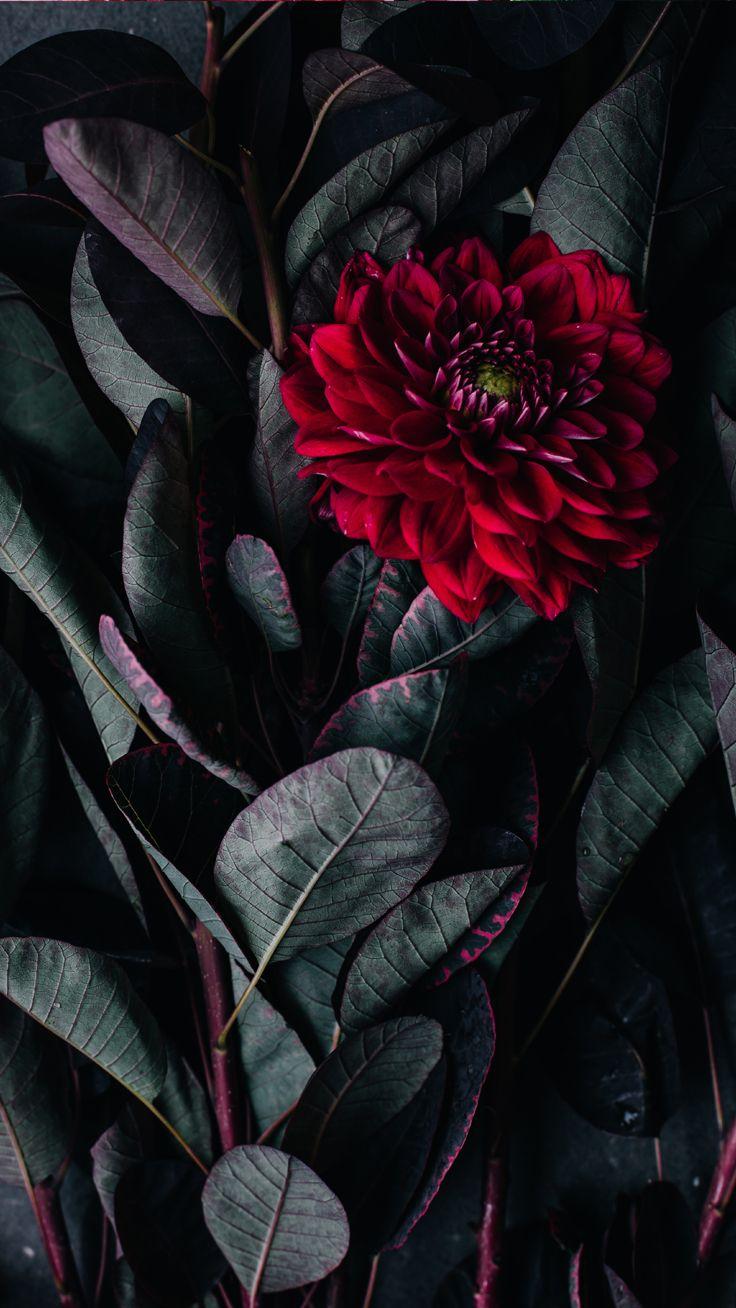 736x1308 Vintage floral iPhone Wallpaper Collection
