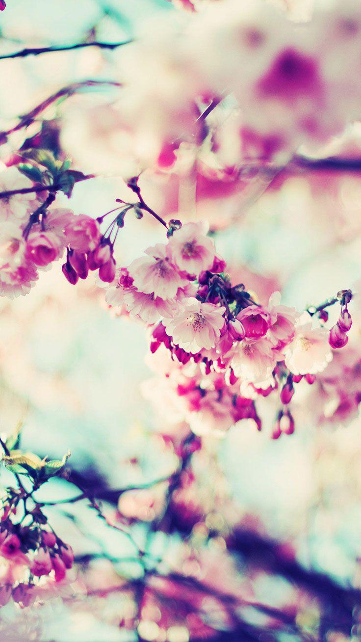 736x1308 Beautiful Flower Wallpaper For iPhone (Free Download!)