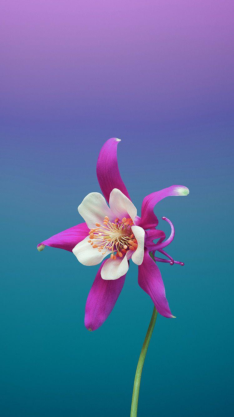 750x1334 iPhone wallpaper. ios11 apple iphone8 flower art illustration