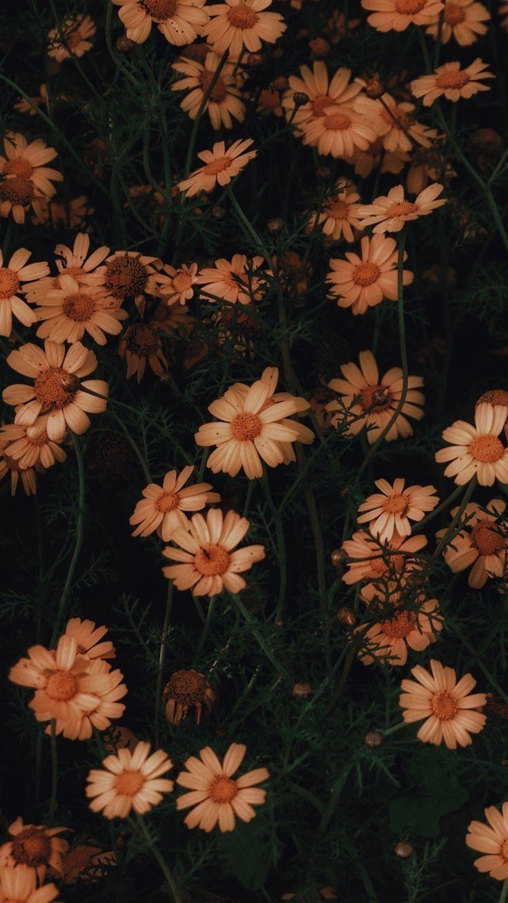 736x1308 Aesthetic iphone wallpaper, iPhone wallpaper vintage, iPhone background wallpaper