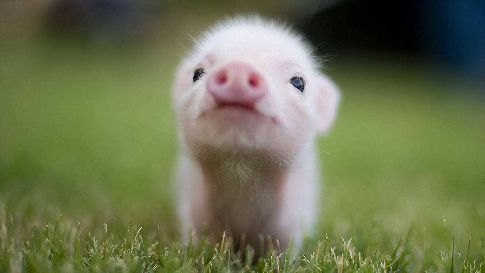 1600x900 Baby Farm Animal Wallpaper