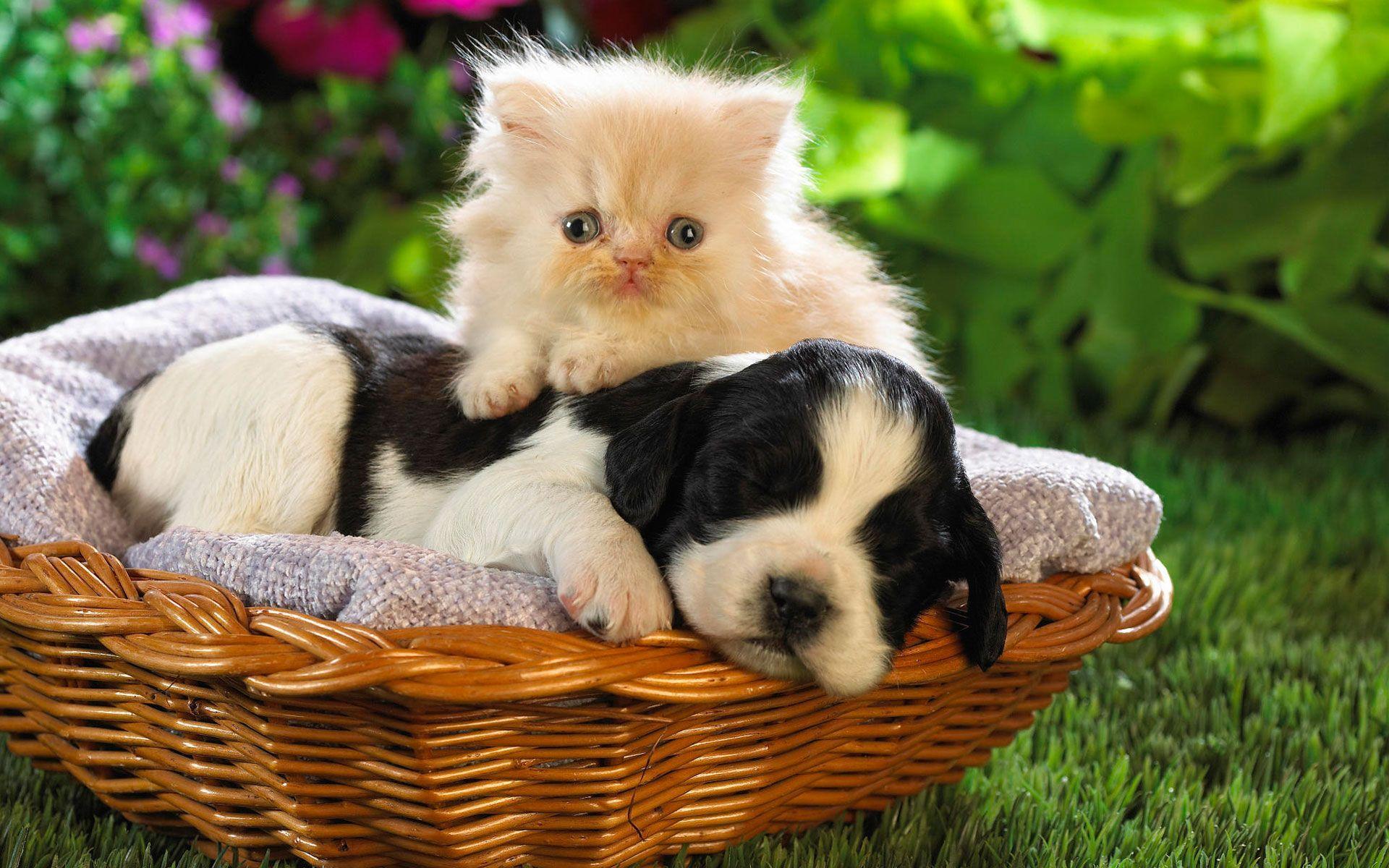 1920x1200 Cute Animal Desktop Wallpaper