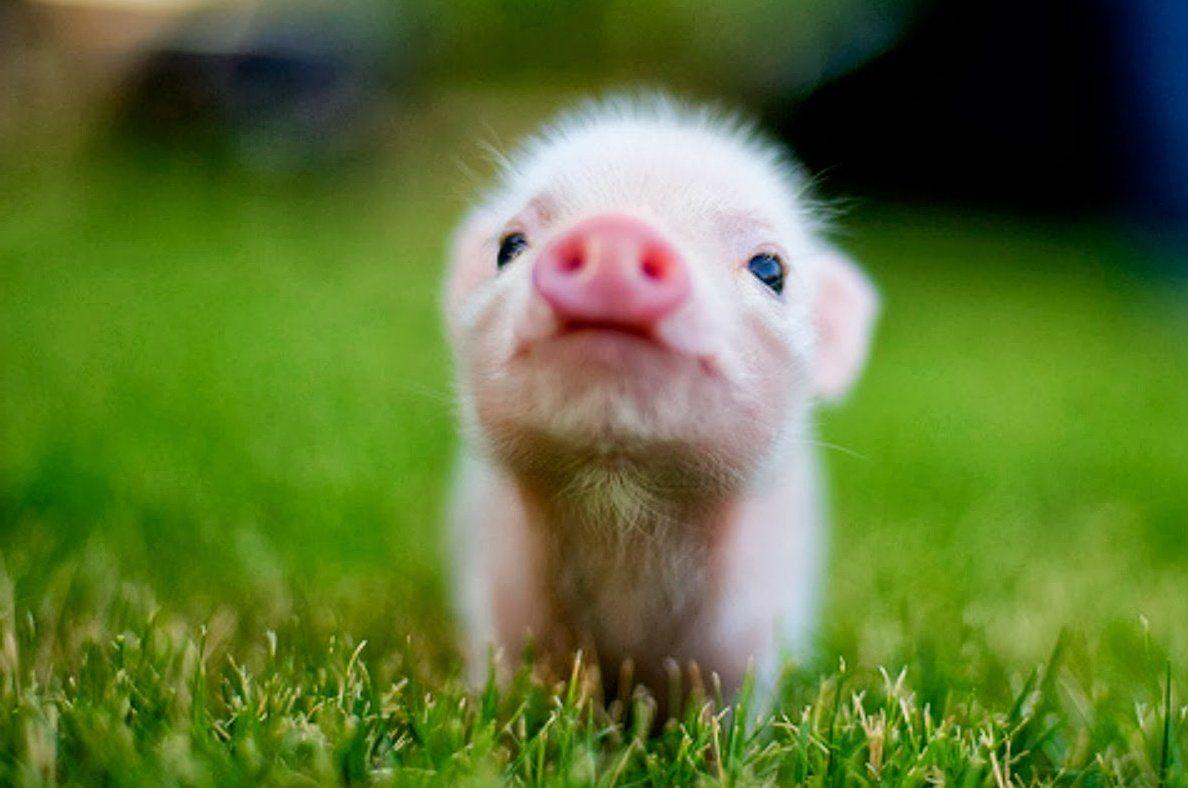 1188x788 Free download Cute Baby Animal Wallpaper Picture to Pin [1188x788] for your Desktop, Mobile & Tablet. Explore Baby Animal Wallpaper. Baby Animal Wallpaper, Baby Animal Background, Baby Animal Wallpaper