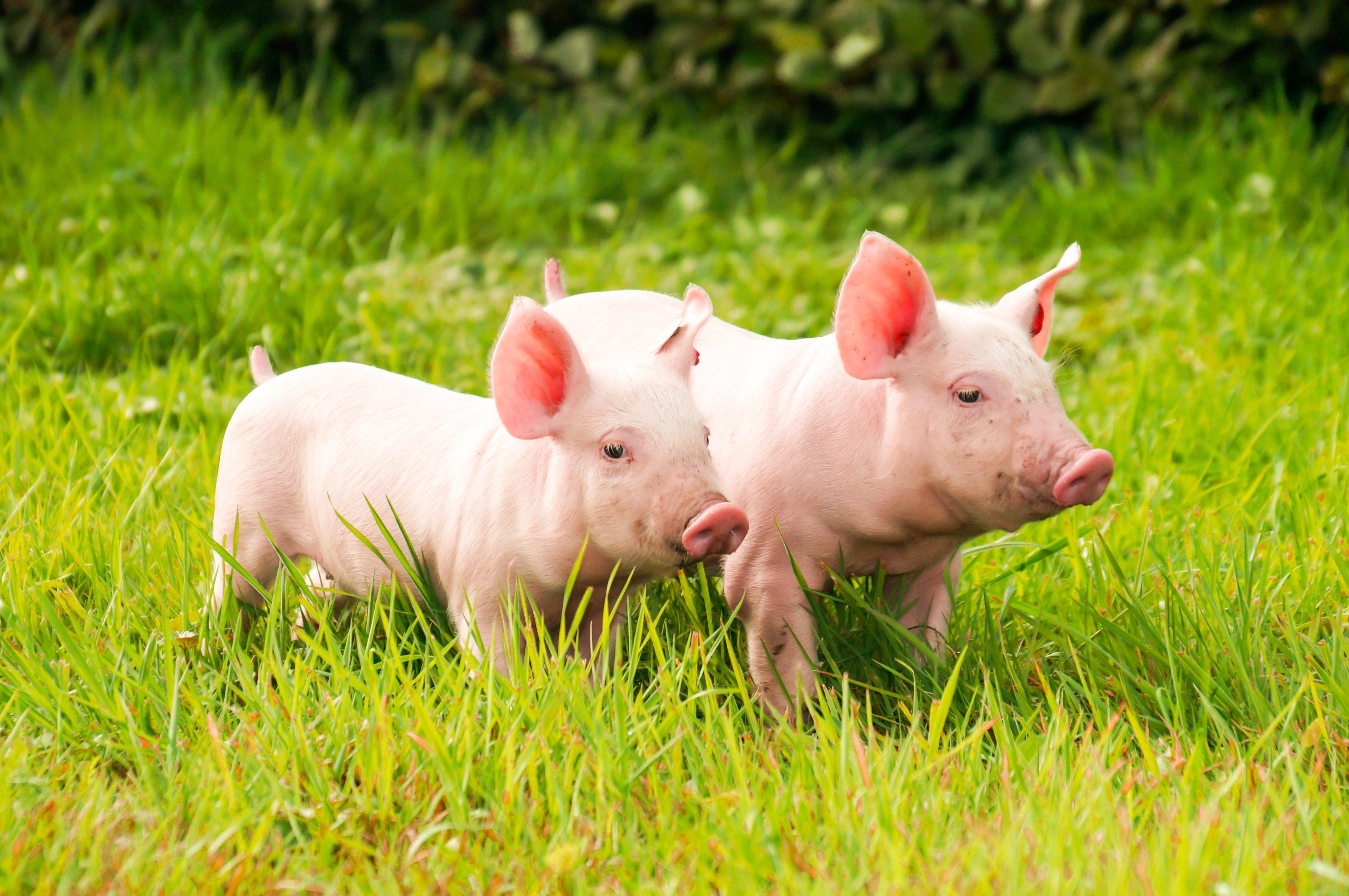 4912x3264 art pigs