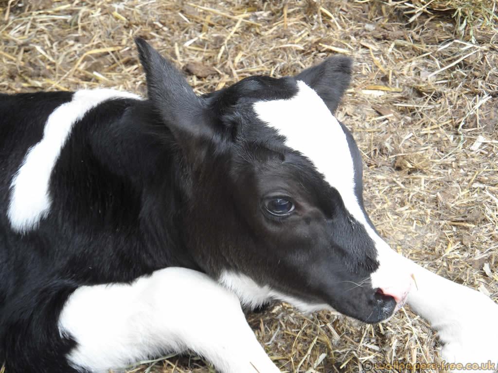 1024x768 Baby Farm Animal Wallpaper