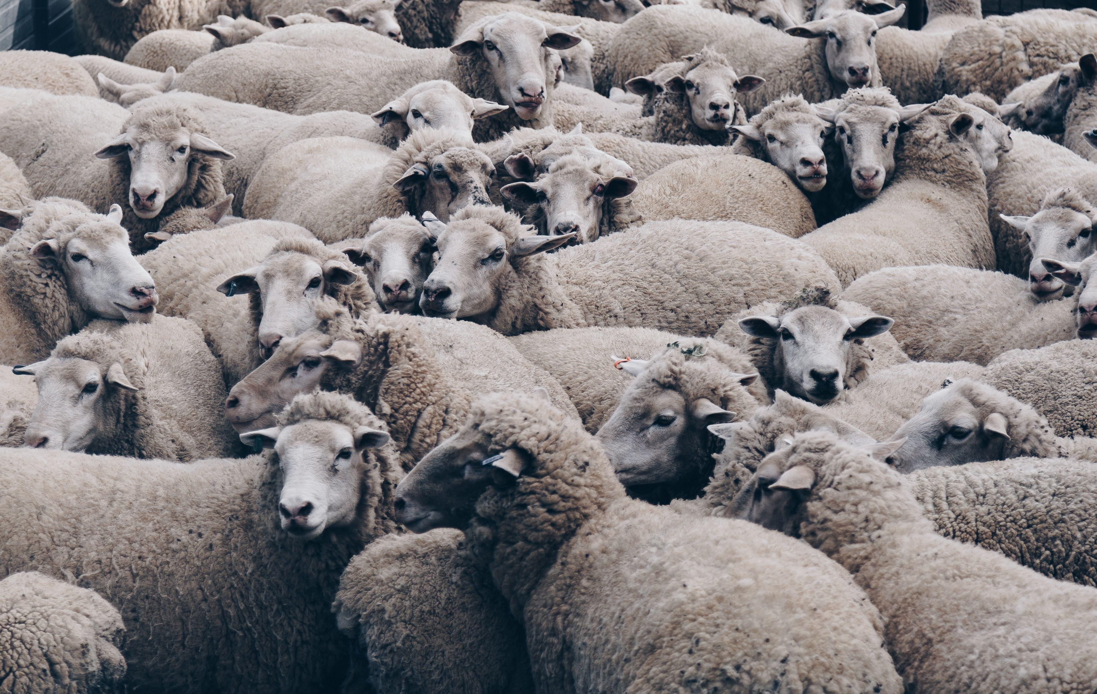4148x2625 Sheep, Lamb, Cute, Animal, Baby Animal wallpaper. Mocah HD Wallpaper