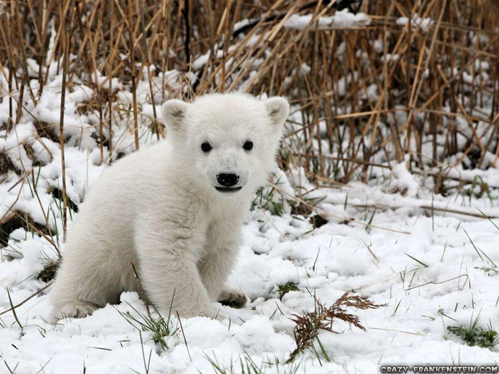 1024x768 Baby Animal Wallpaper