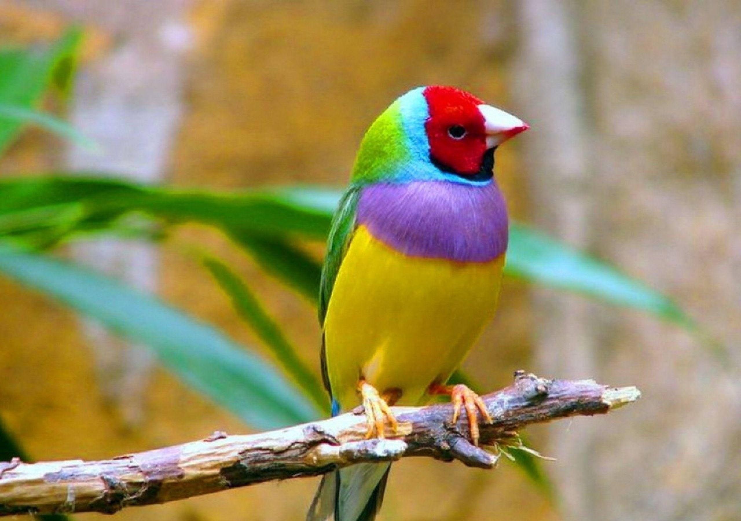 2560x1800 Birds Wallpaper Wallpaper Superior Birds Wallpaper Background