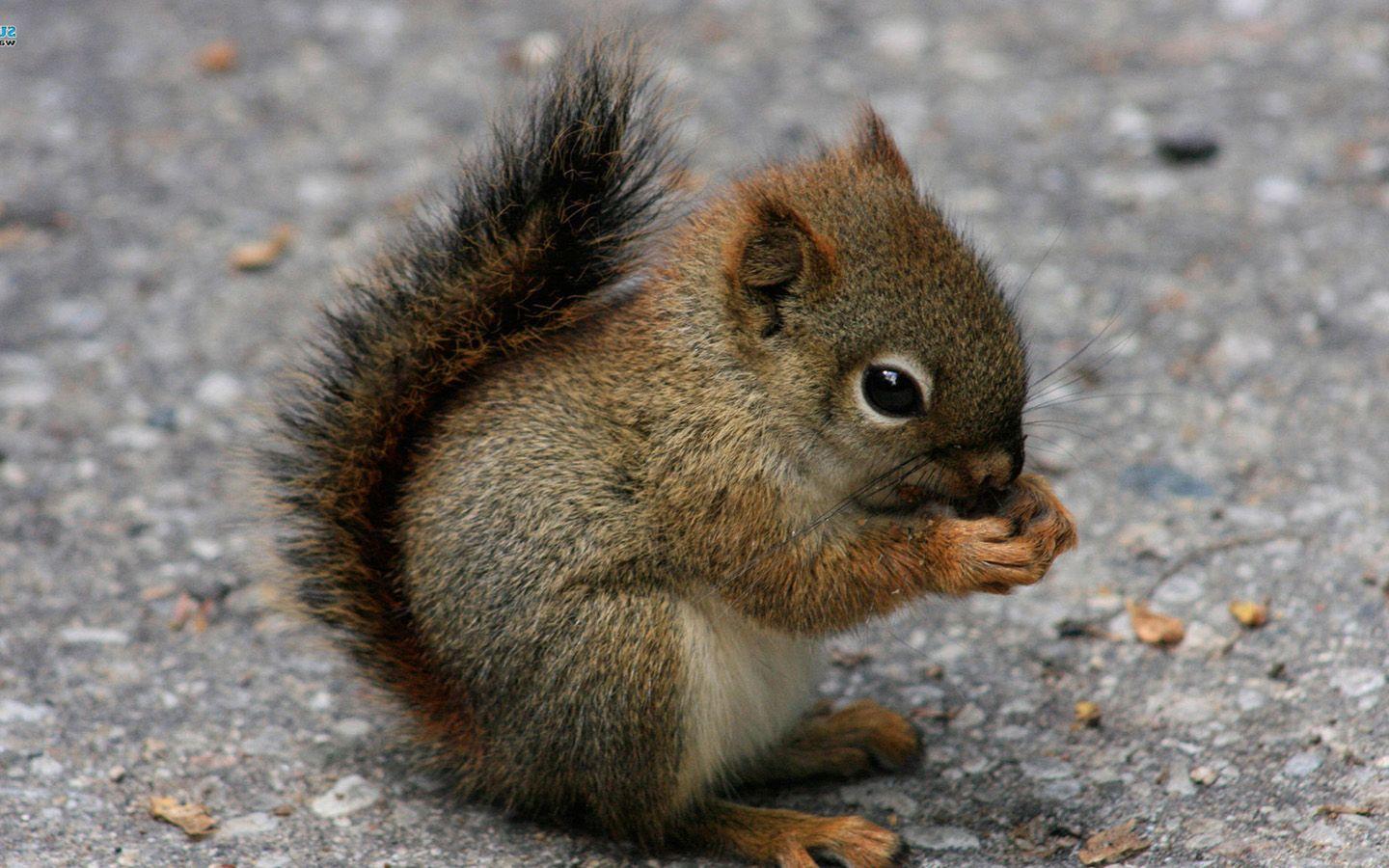 1440x900 Cute Animal Desktop Wallpaper