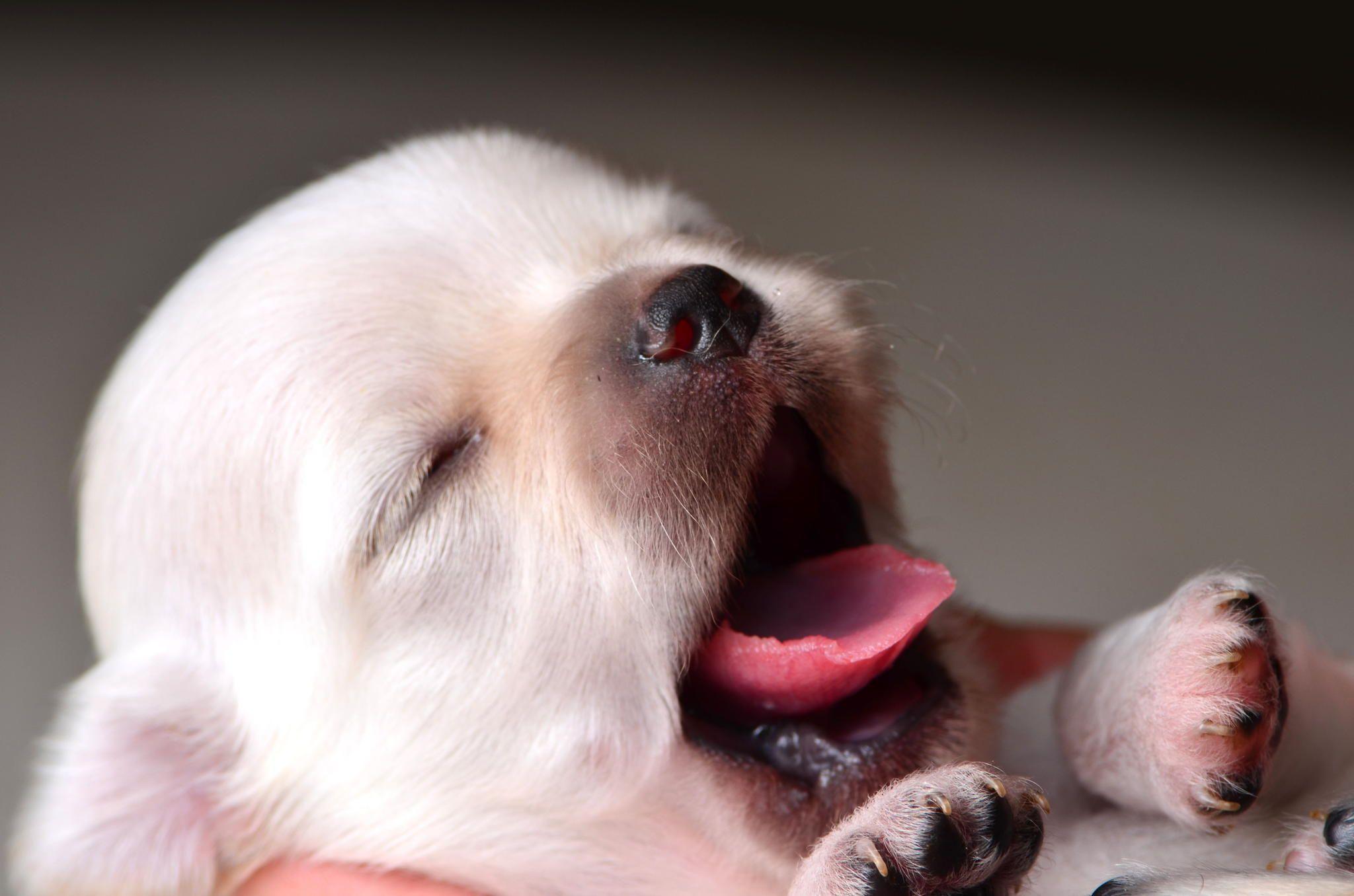 2048x1356 Pet Dog Wallpaper Android Apps on Google Play 1280×960 Image Dog Wallpaper (30 Wallpaper). Adorable Wallpaper. Dog wallpaper, Cute dog wallpaper, Dog image