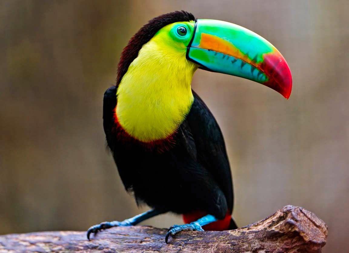 1152x838 Free Beautiful Birds Wallpaper HD Image Pink Wallpaper HD