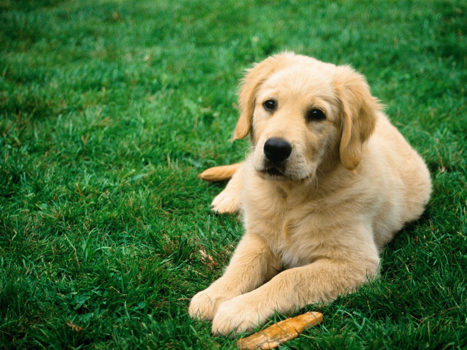 1600x1200 Dog Background