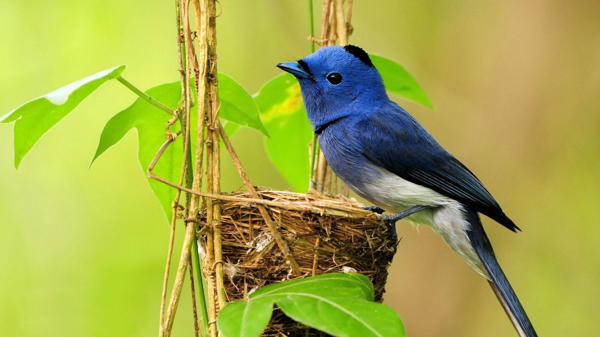 1920x1080 Birds Wallpaper HD