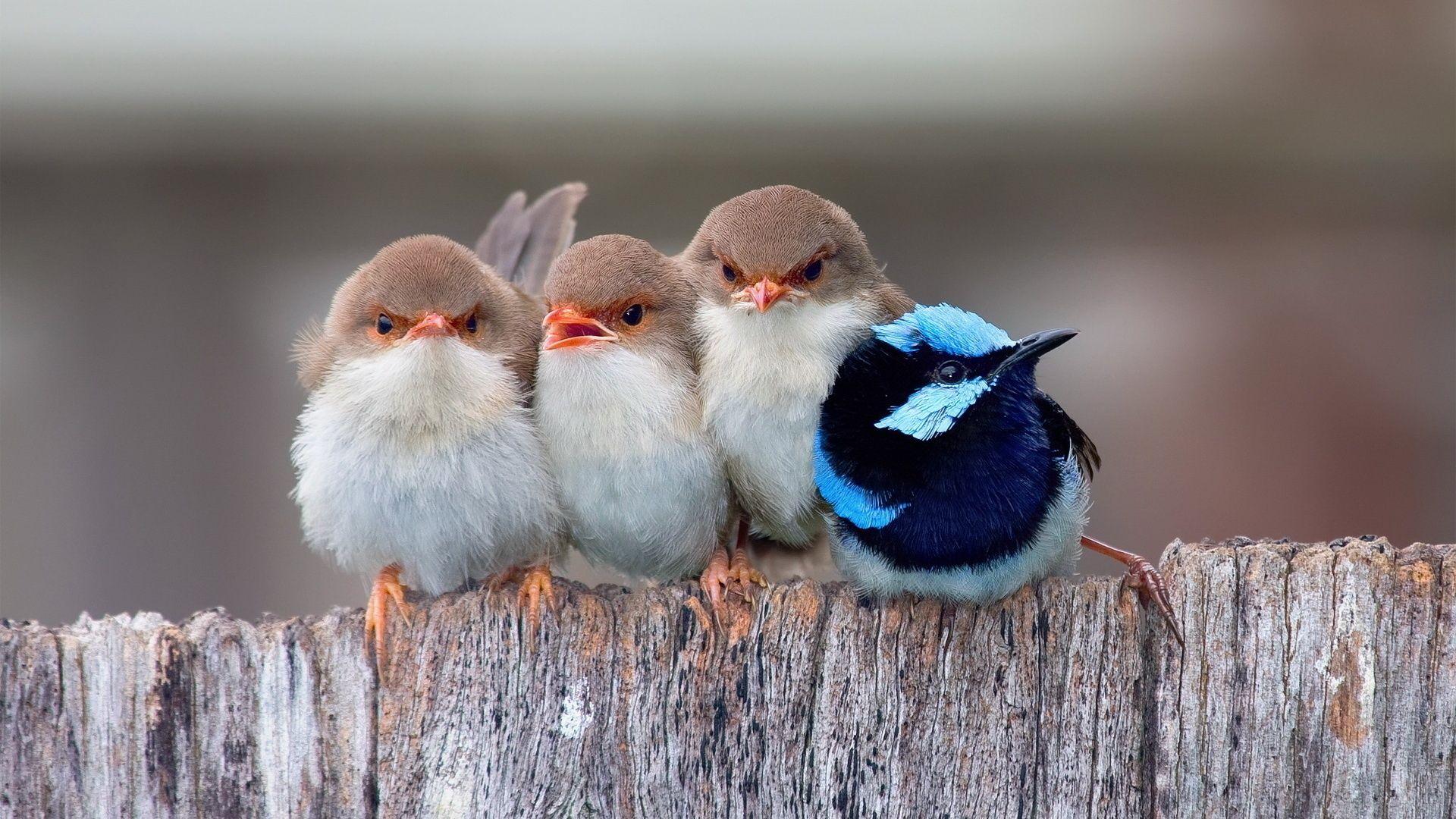 1920x1080 Passerine Birds Laptop Full HD 1080P HD 4k Wallpaper, Image, Background, Photo and Picture