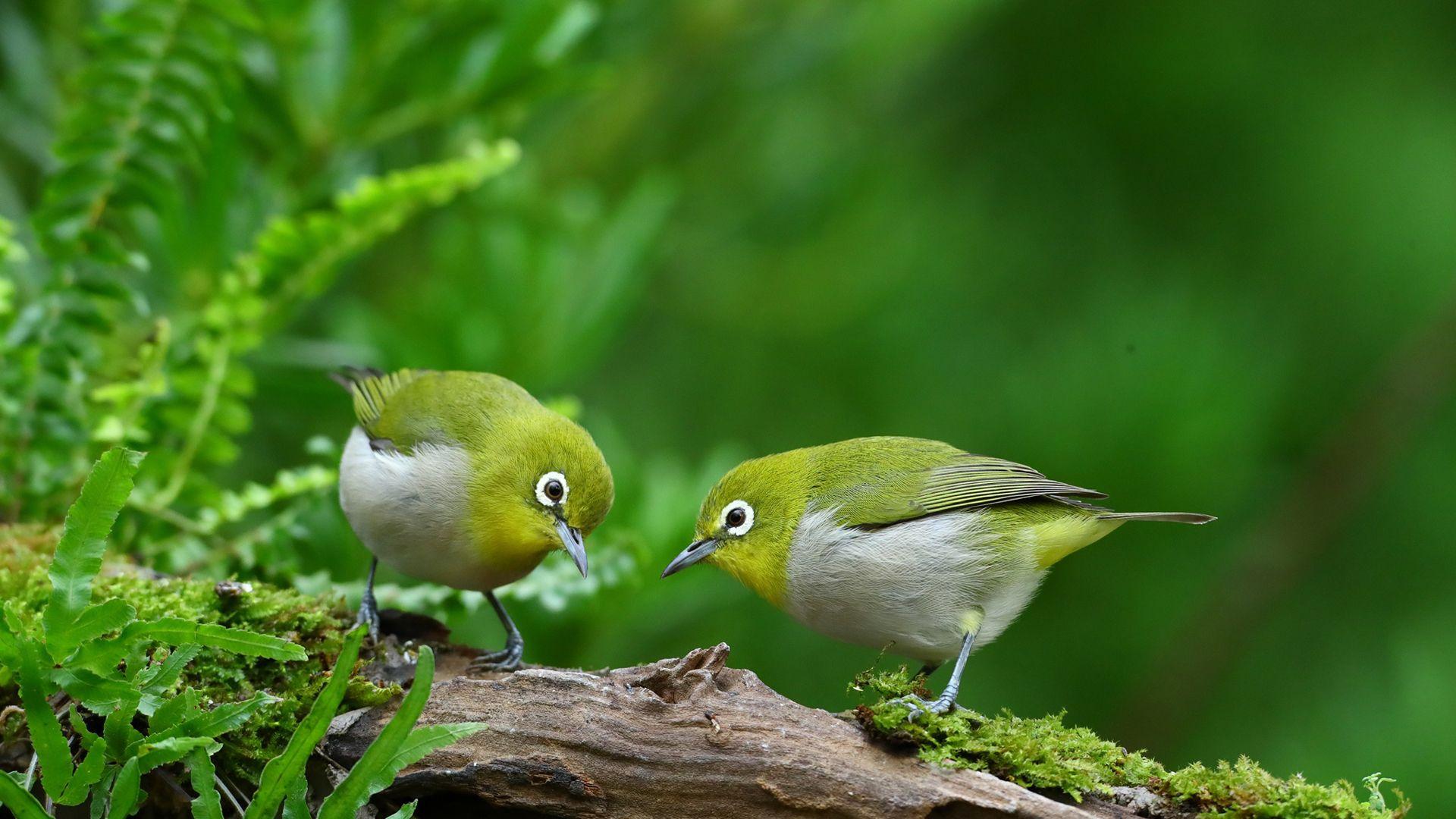 1920x1080 Japanese White Eye Bird HD Birds Wallpaper