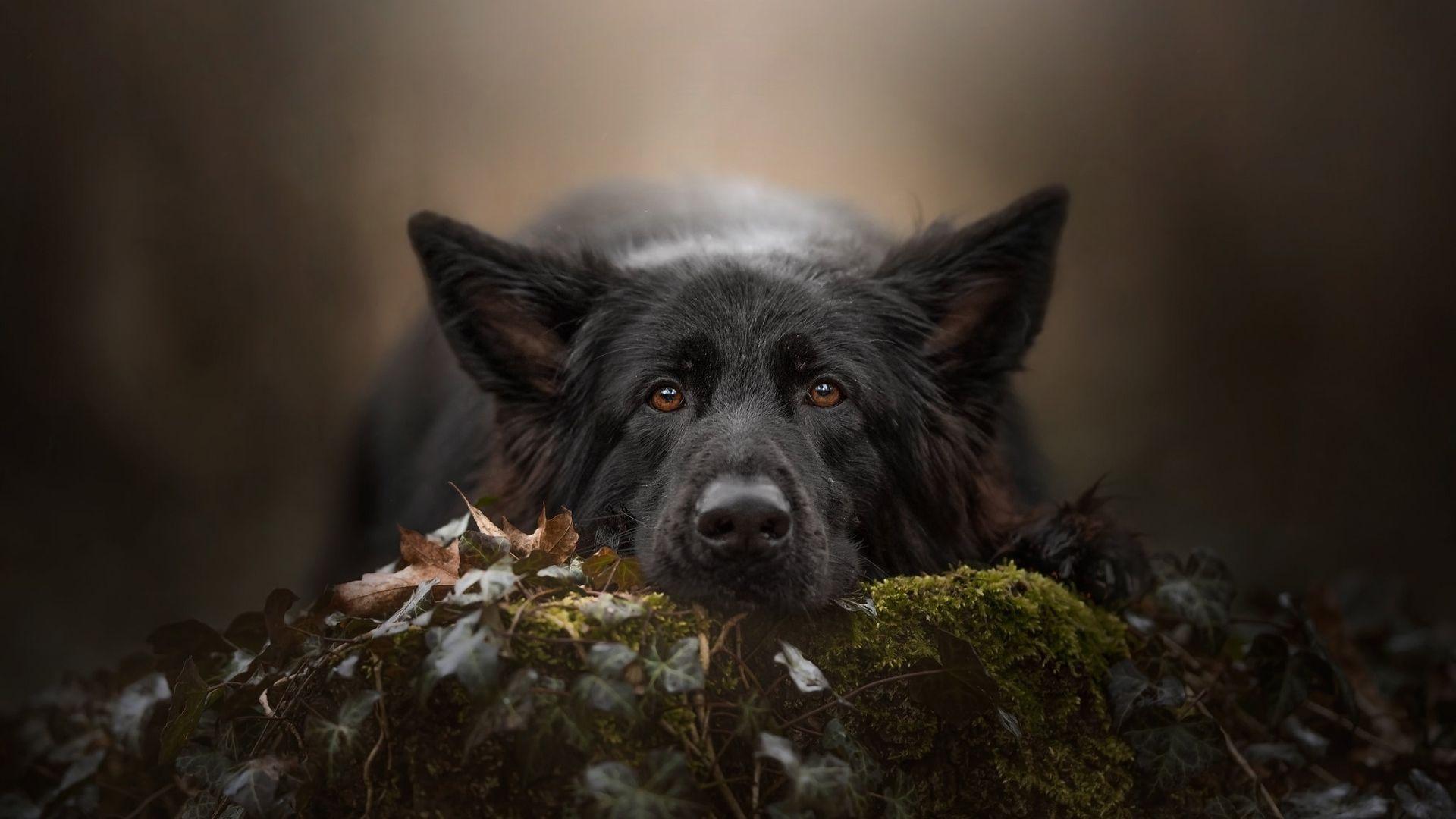 1920x1080 Black German Shepherd Pet HD Dog Wallpaper