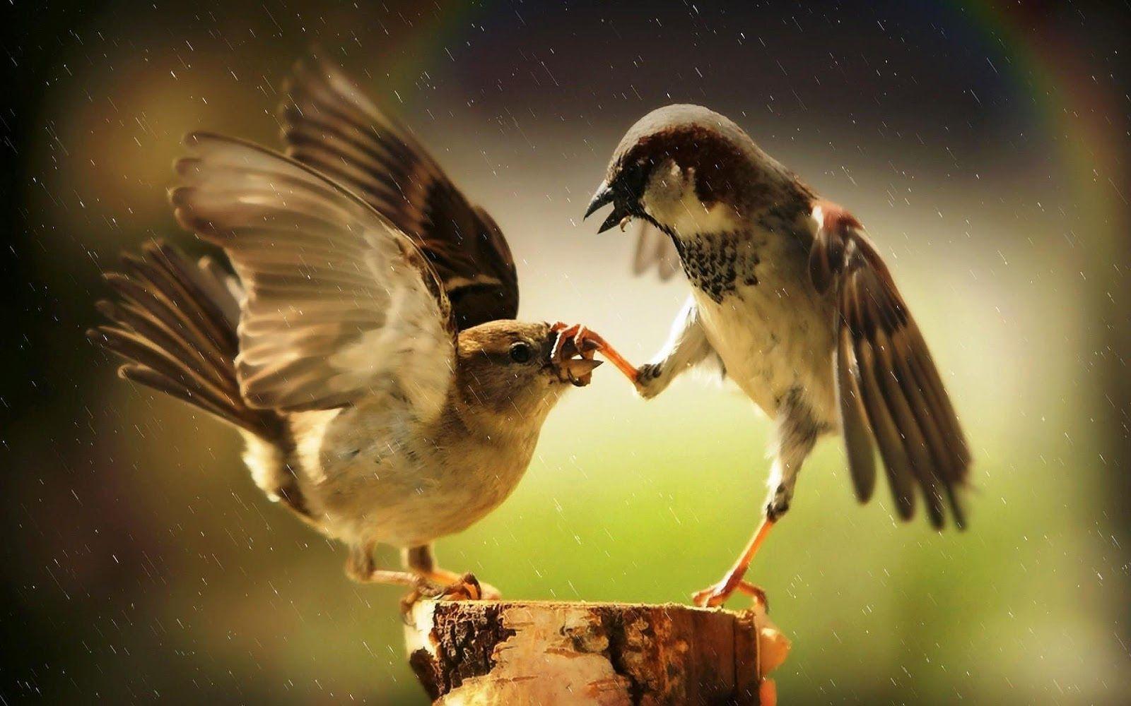 1600x1000 Hd Animal With Two Fighting Birds Hd Birds Wallpaper « Modern Love
