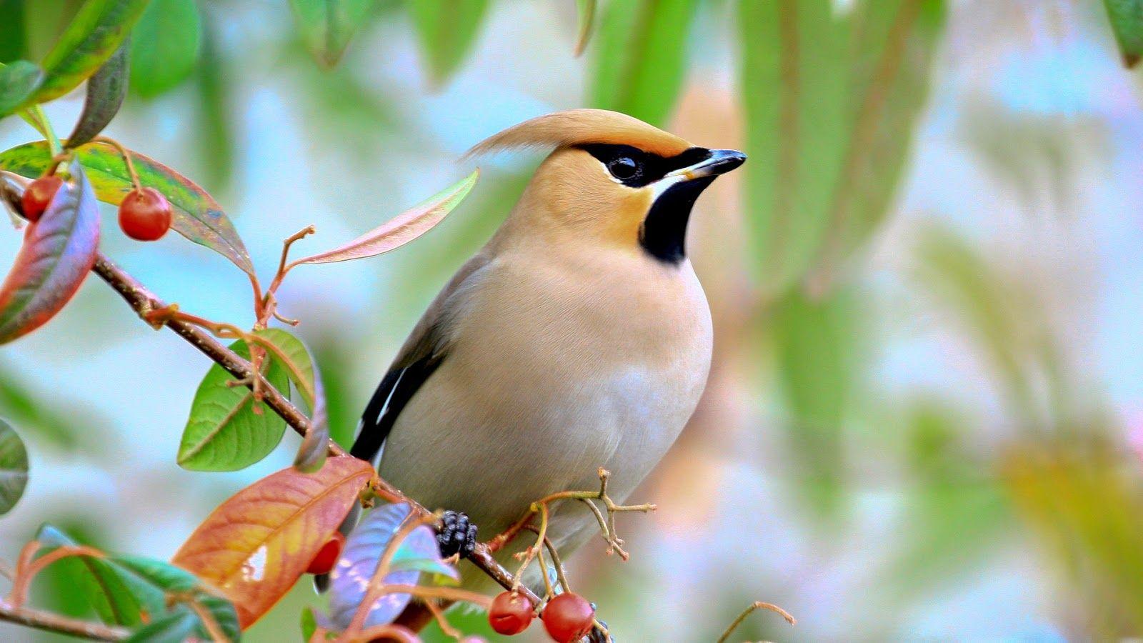 1600x900 Birds 3D Wallpaper HD HD Wallpaper