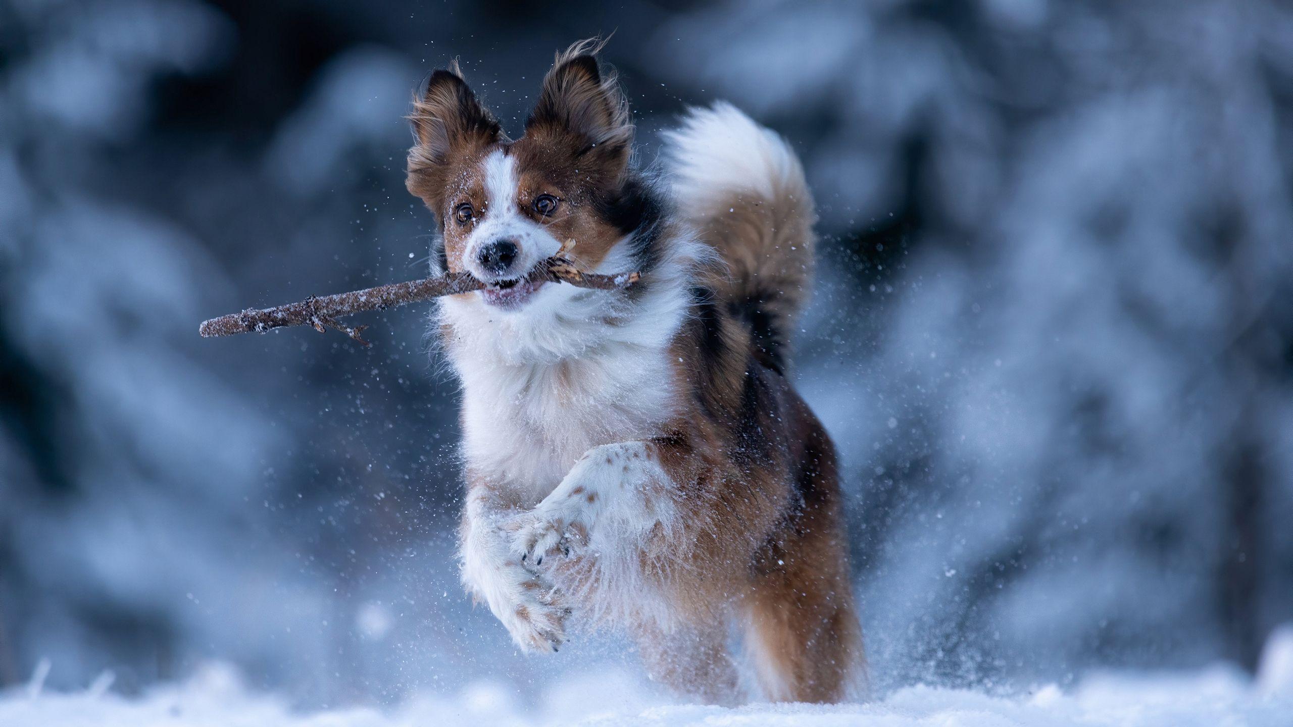 2560x1440 Dog With Stick On Mouth Is Running On Snow HD Dog Wallpaper