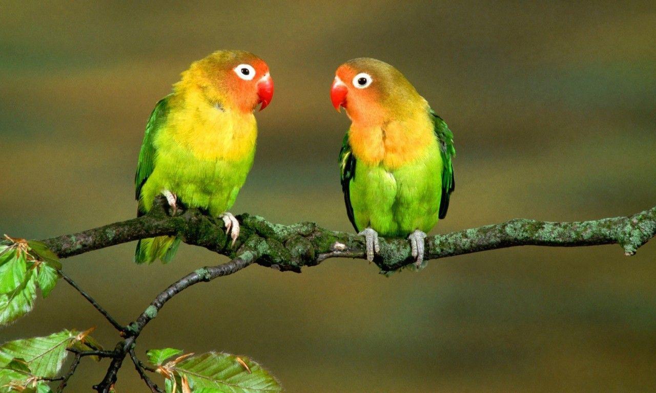 1280x768 Love Birds Full HD