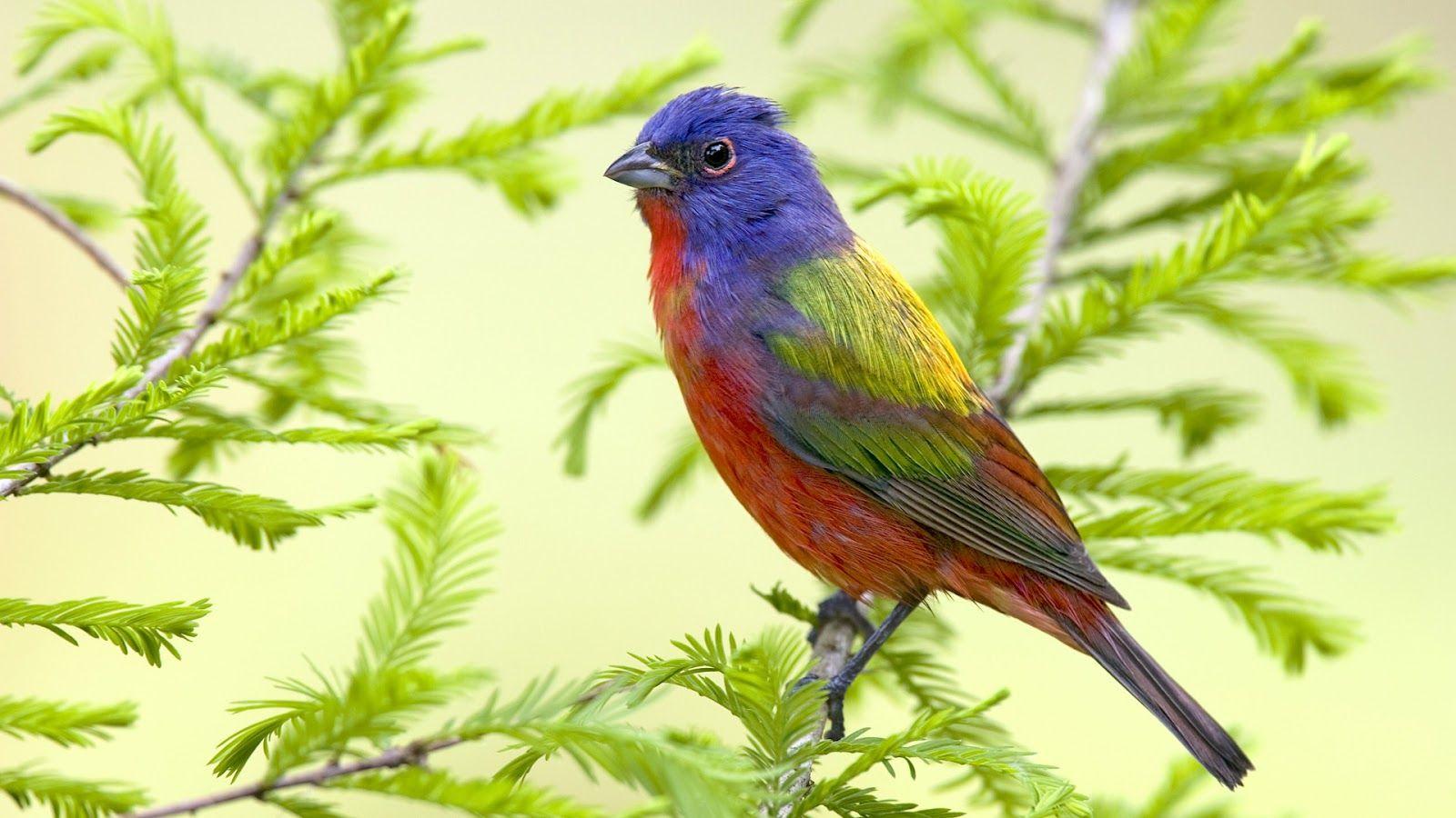 1600x900 beautiful bird sitting on branch HD bird animal