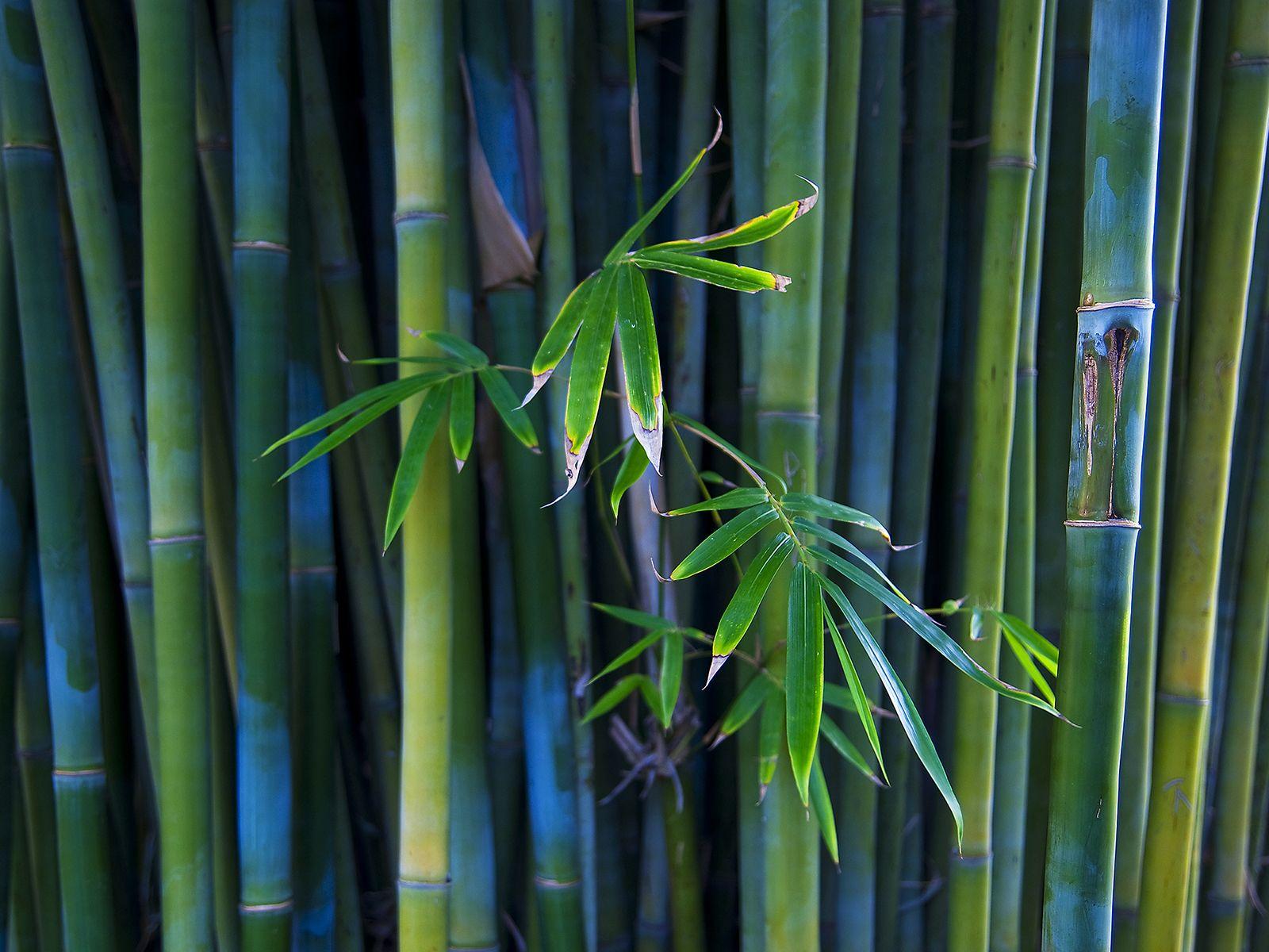 1600x1200 Bamboo Leaves wallpaper and image, picture, photo