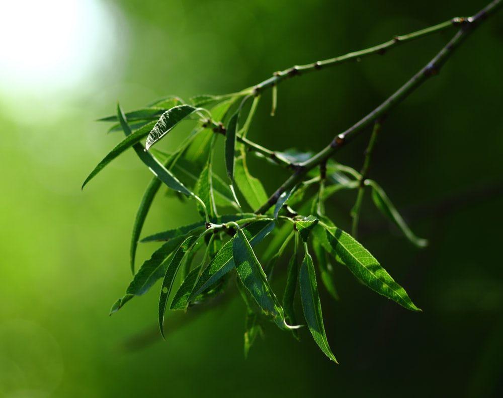 1000x791 Green Bamboo Picture. Download Free Image