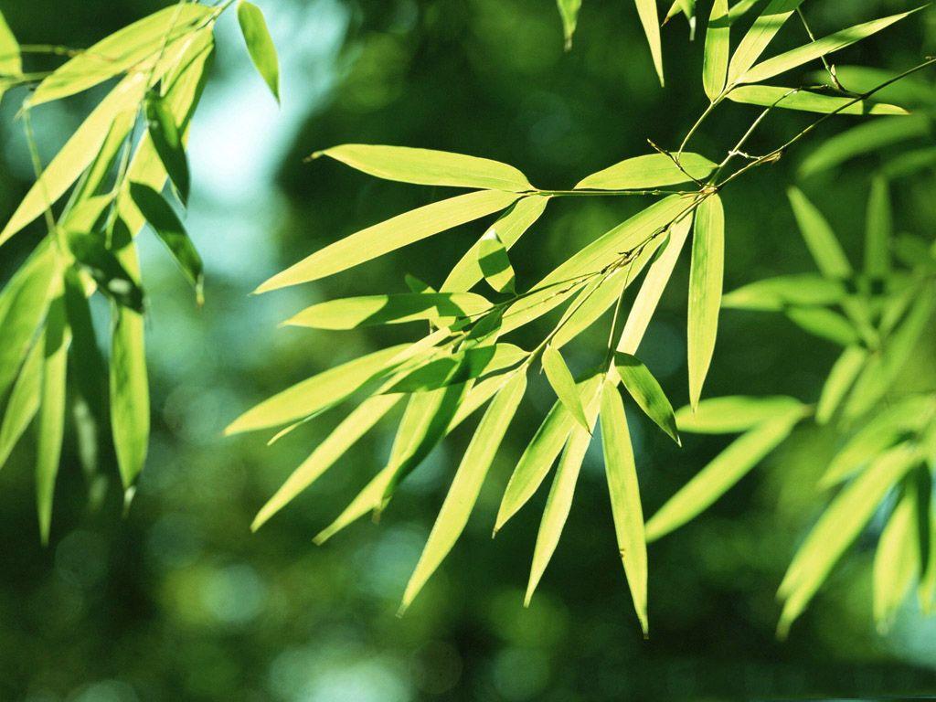 1024x768 How to Remove Bamboo Wallpaper