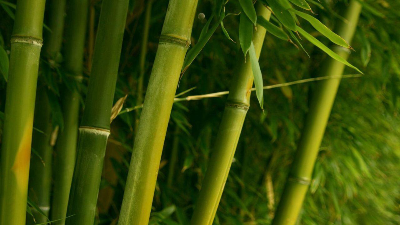 1280x720 Download wallpaper 1280x720 bamboo, green, stalks, leaves hd, hdv, 720p HD background