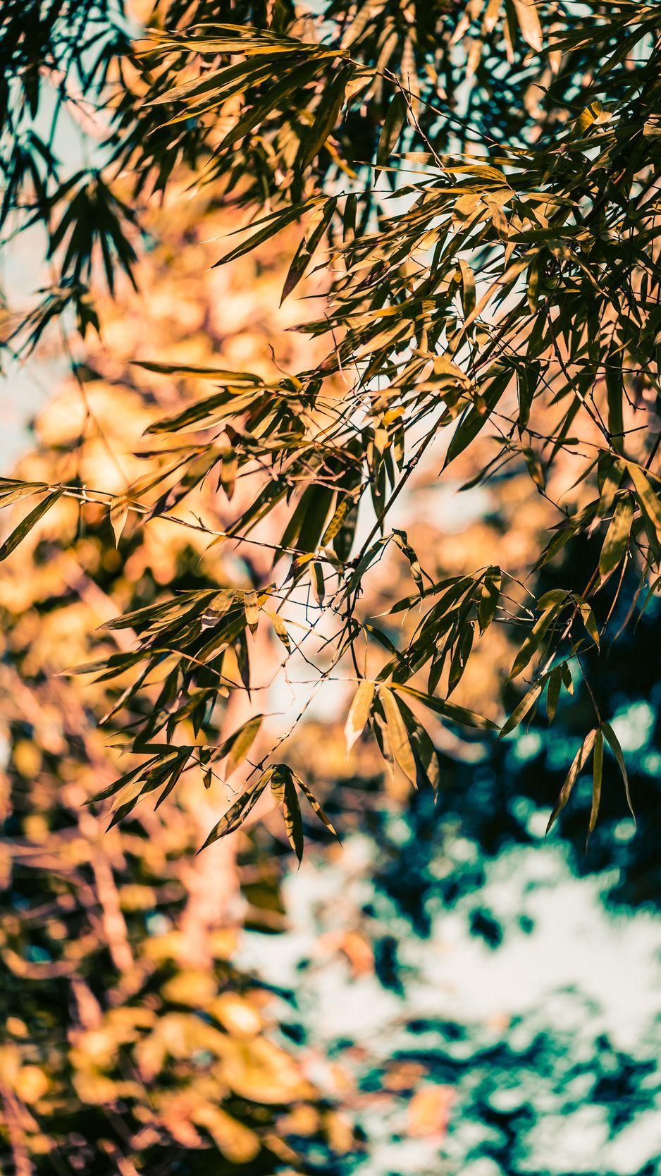 938x1668 Download Wallpaper 938x1668 Bamboo, Branches, Leaves, Plant Iphone 8 7 6s 6 For Parallax HD Background