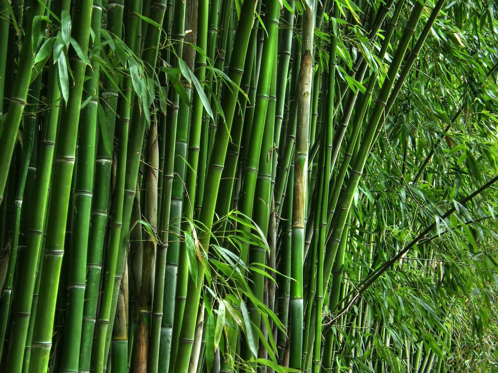 1600x1200 Leaves And Bamboo