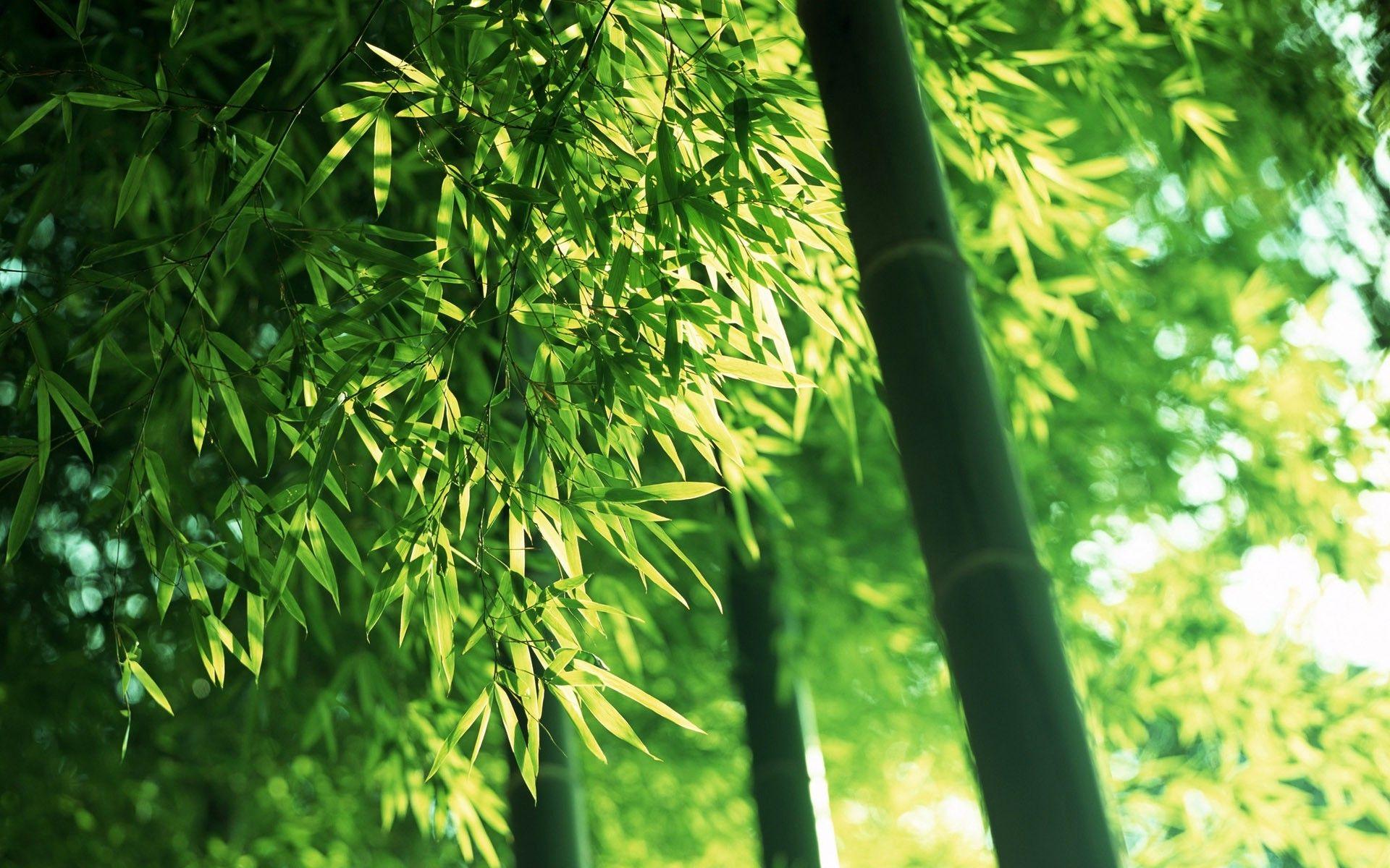 1920x1200 nature, Plants, Leaves, Photography, Depth Of Field, Bamboo, Trees Wallpaper HD / Desktop and Mobile Background