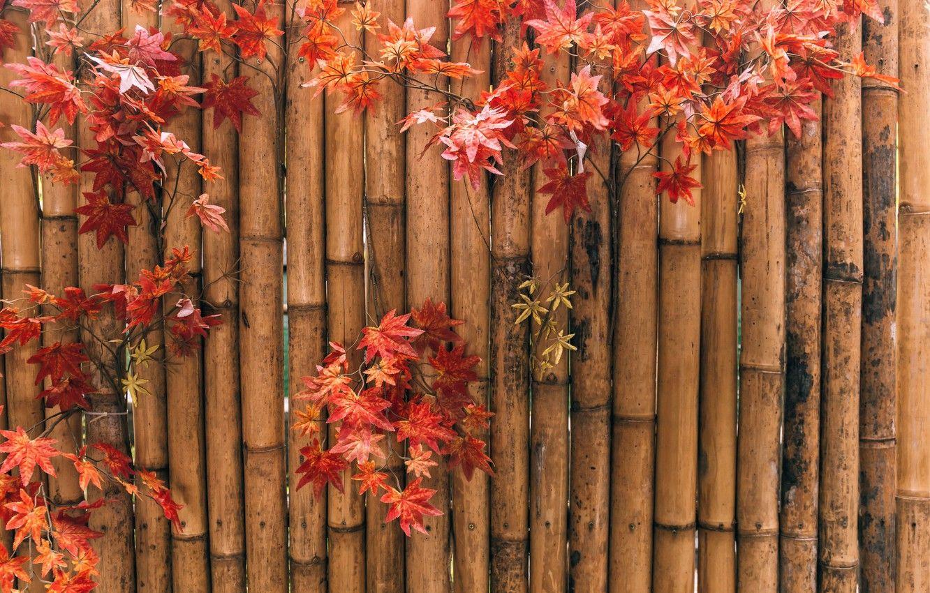 1332x850 Wallpaper autumn, leaves, background, bamboo, colorful, maple, background, autumn, leaves, bamboo, autumn, maple image for desktop, section текстуры