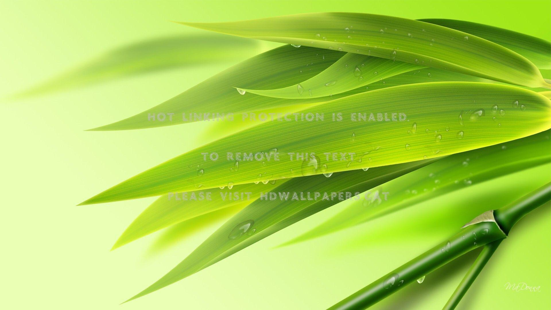 1920x1080 early morning bamboo tree leaves dew green