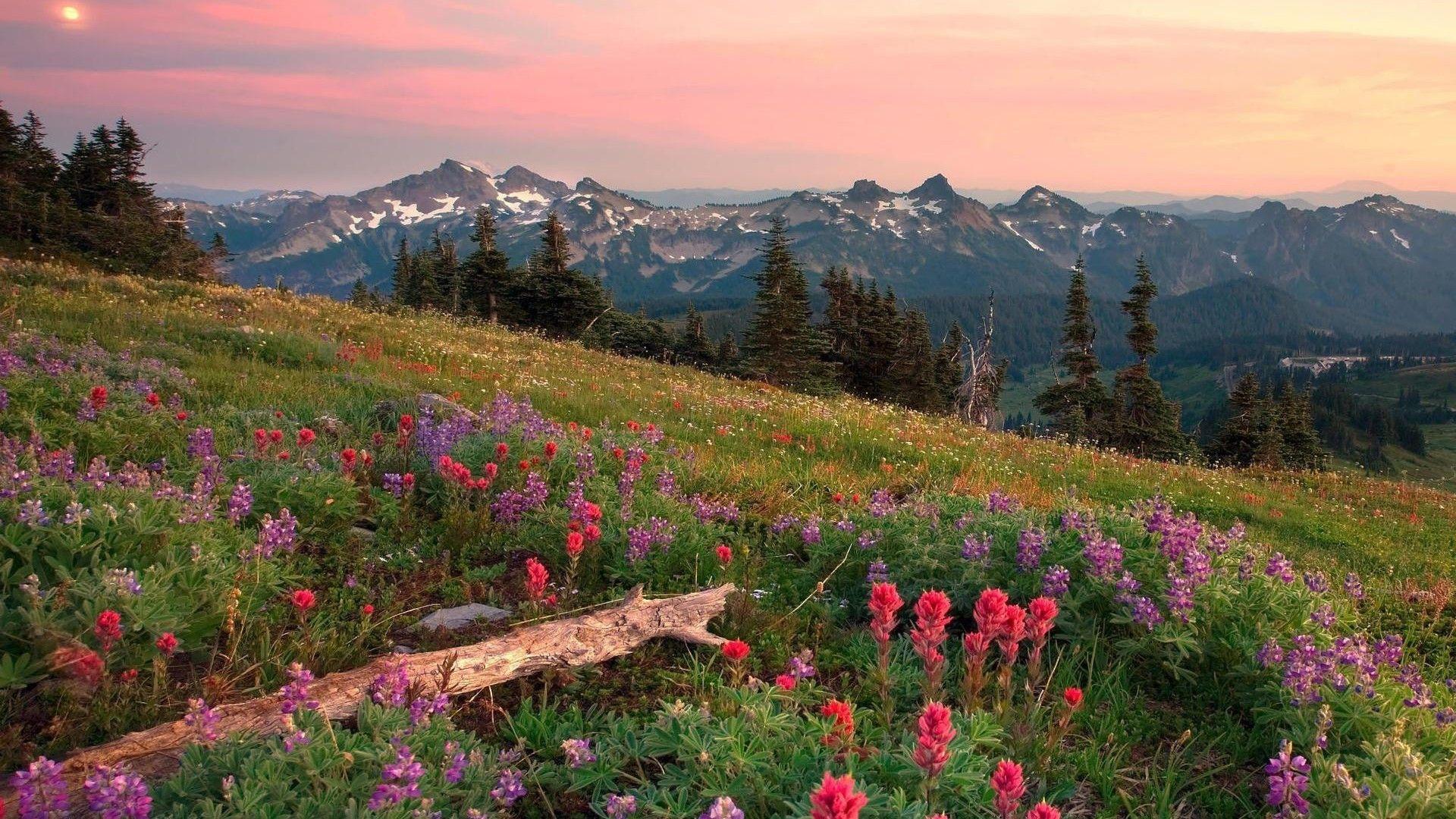 1920x1080 Nature Landscapes Fields Meadow Flowers Trees Mountains Sky Skies Clouds Wood Desktop Background Image. Scenery wallpaper, Field wallpaper, Summer landscape
