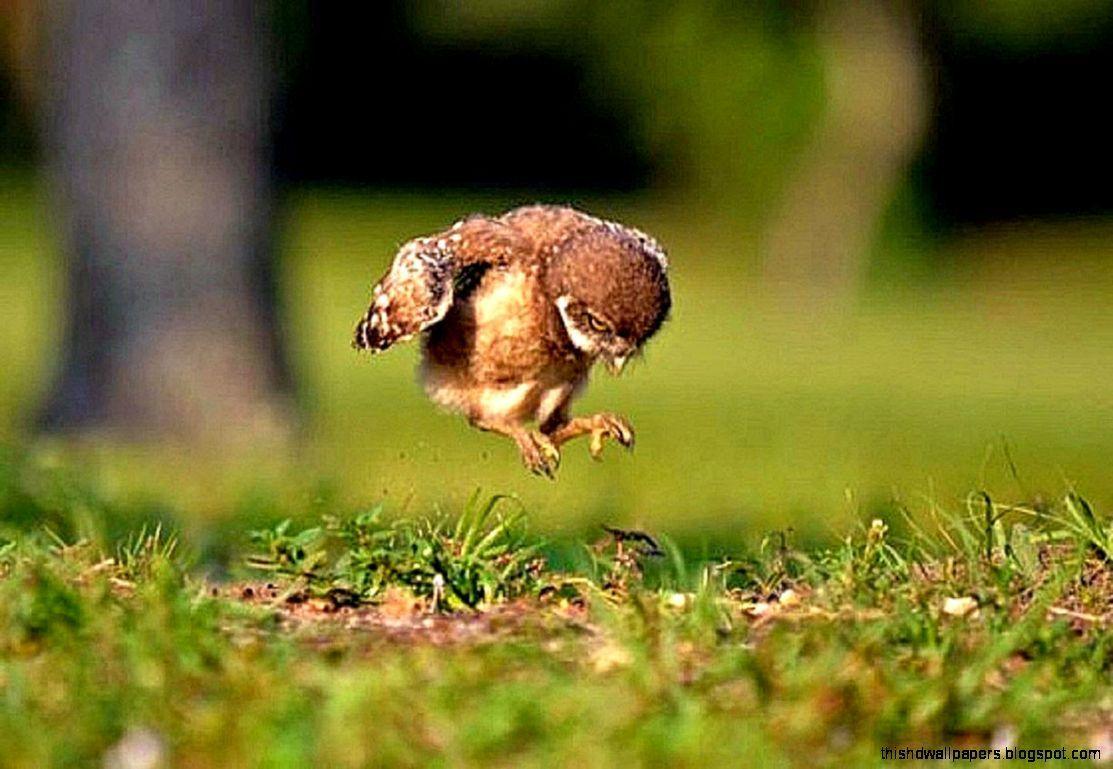 1113x769 Owl Baby Wallpaper