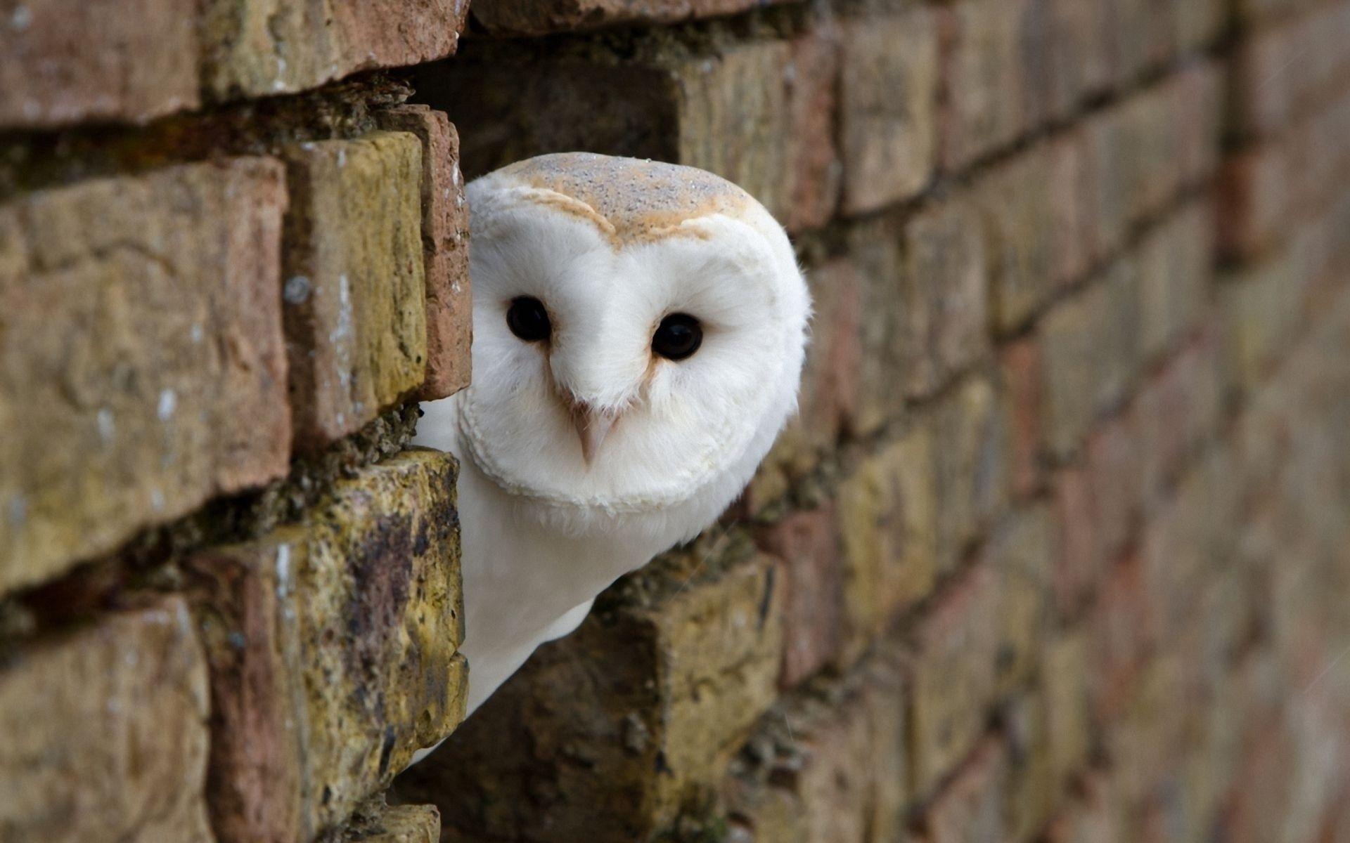 1920x1200 Cute Owl Wallpaper HD