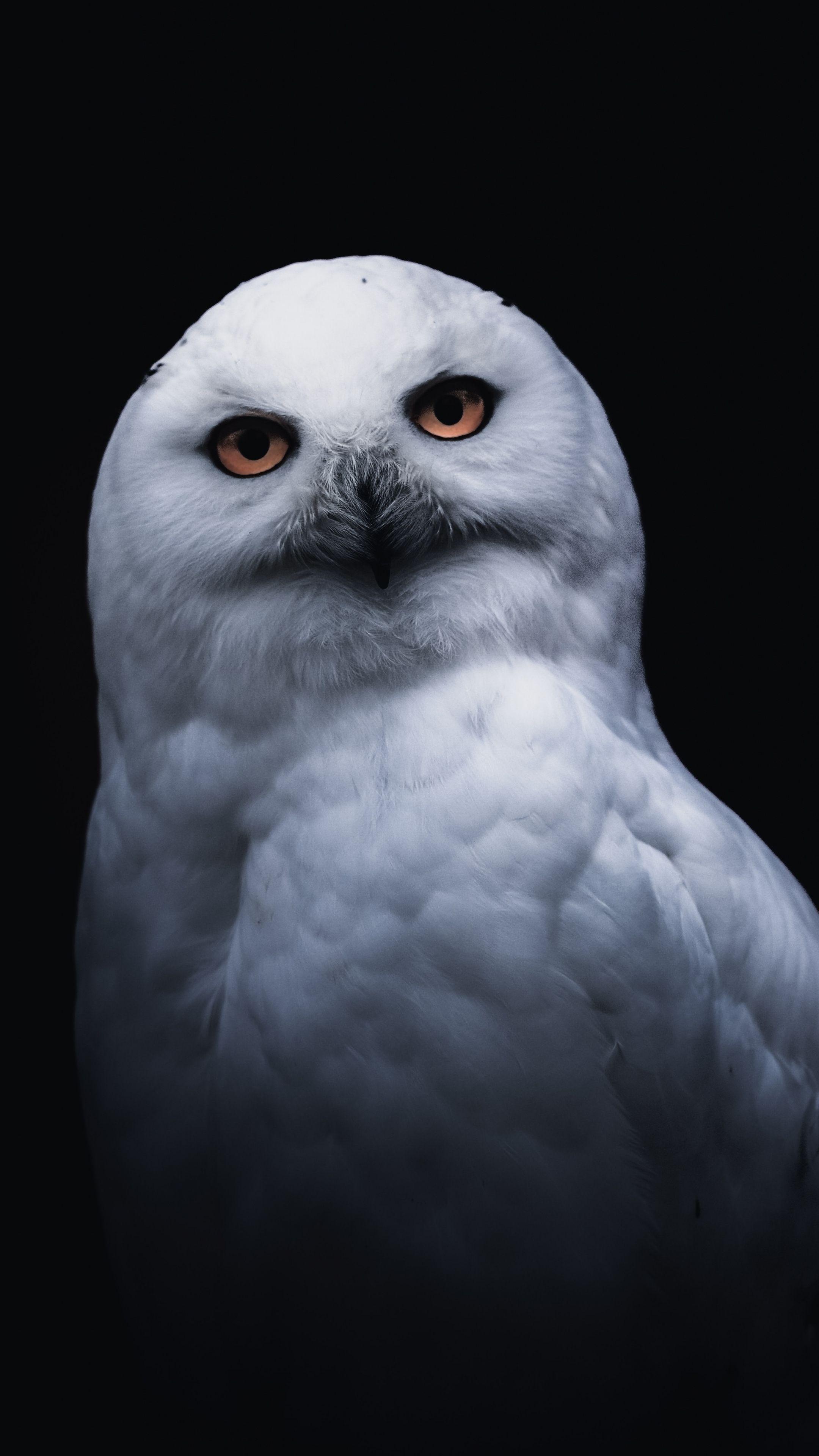 2160x3840 White owl, portrait wallpaper. White owl, Owl wallpaper, Owl
