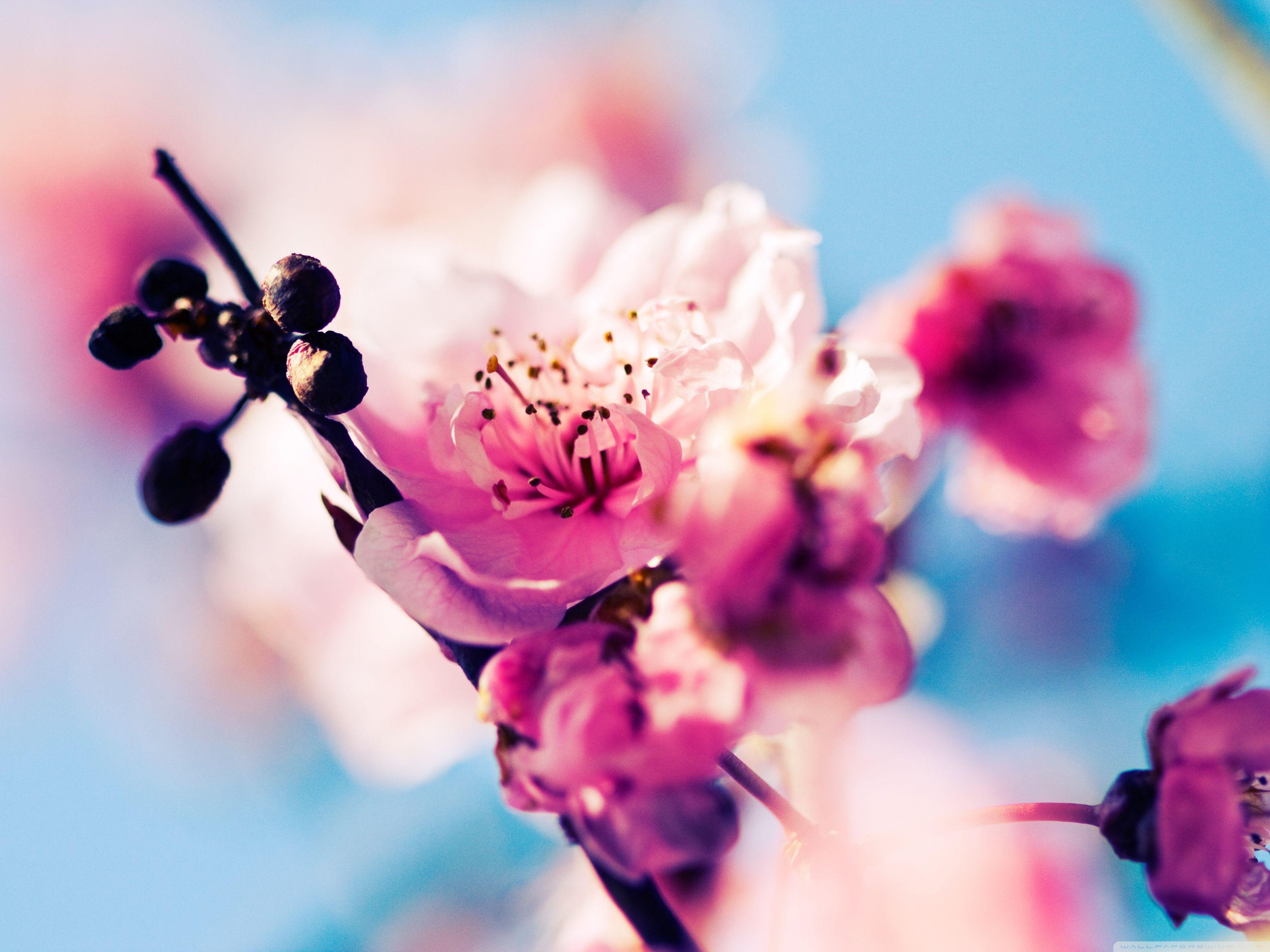 3200x2400 Beautiful Cherry Blossom Ultra HD Desktop Background Wallpaper for 4K UHD TV : Widescreen & UltraWide Desktop & Laptop : Multi Display, Dual Monitor : Tablet