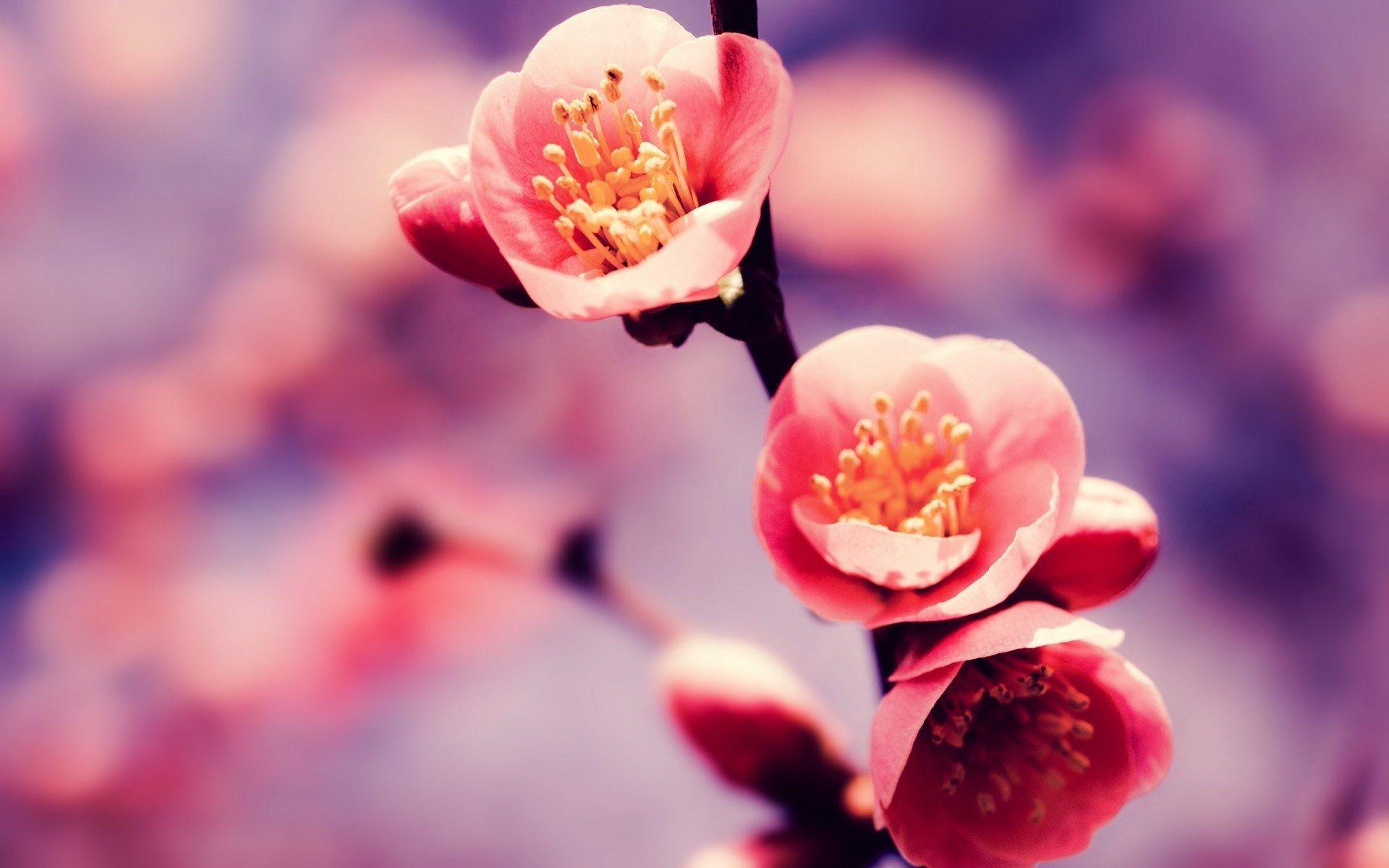 1920x1200 Beautiful Cherry Blossom Wallpaper .